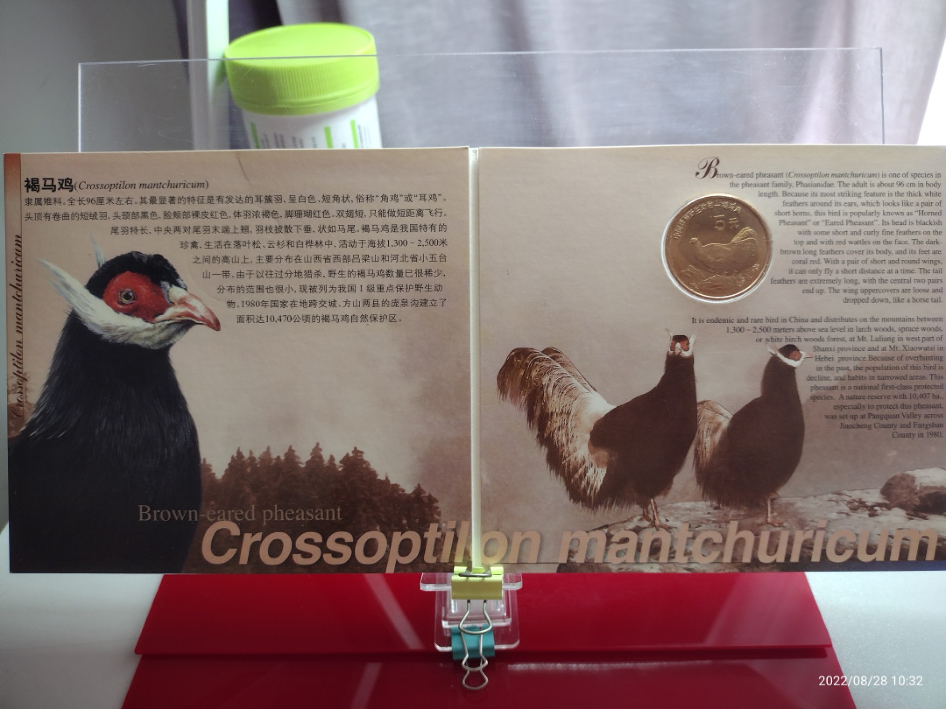 中国珍稀野生动物一褐马鸡