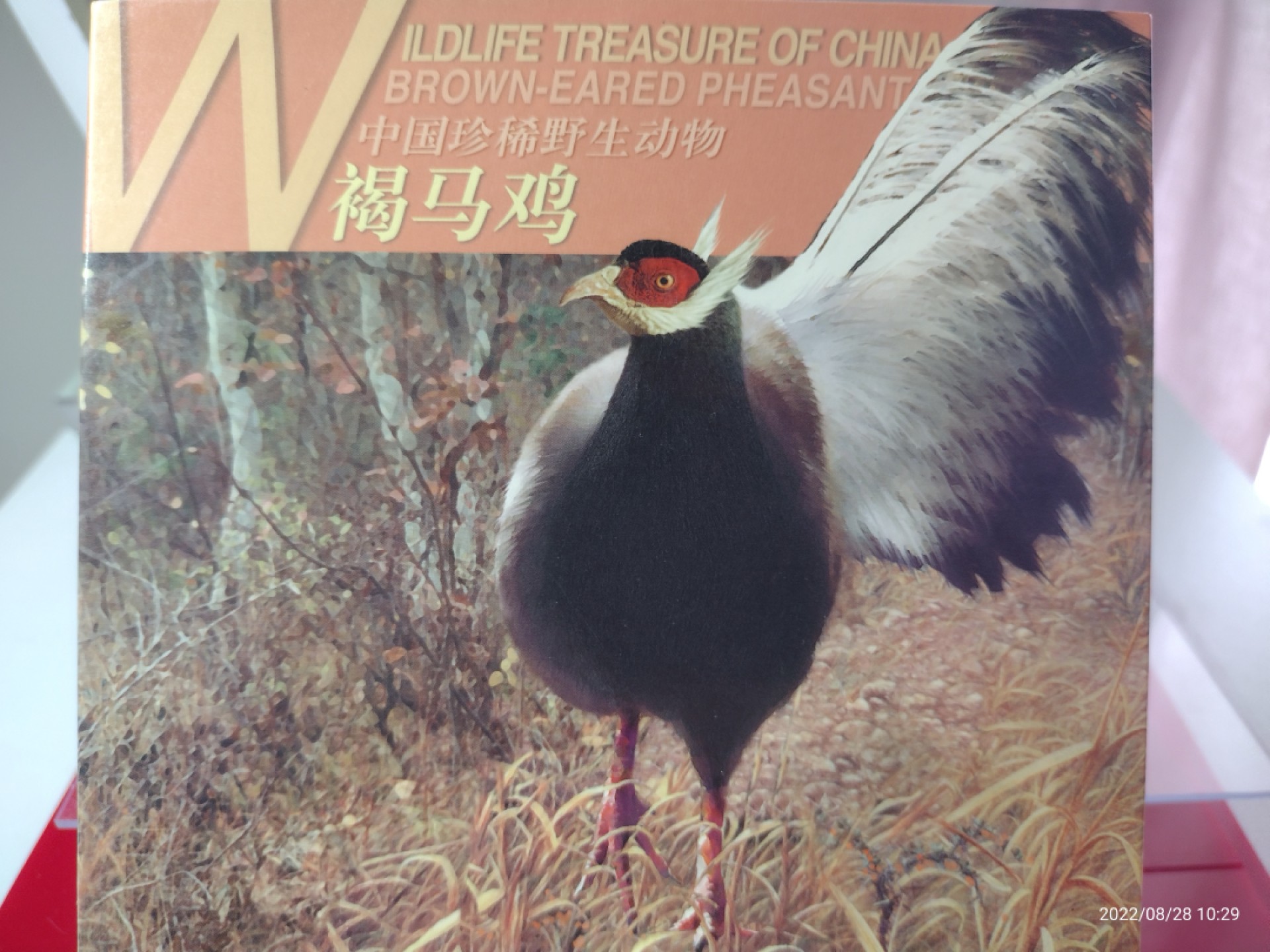 中国珍稀野生动物一褐马鸡