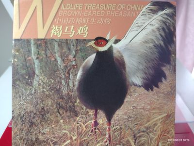 中国珍稀野生动物一褐马鸡 - 中国珍稀野生动物一褐马鸡
