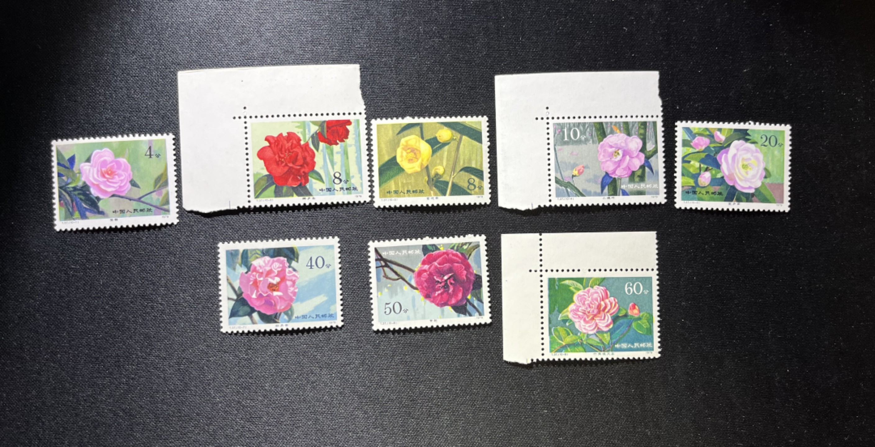 洪涛臻品 精选邮票限时拍卖第十二期 T37山茶花新  8枚，缺一6，一10两枚。一1压痕上品见图，其余7枚全品。拍图光线不理想，票背面没有任何发黄，注意捡漏