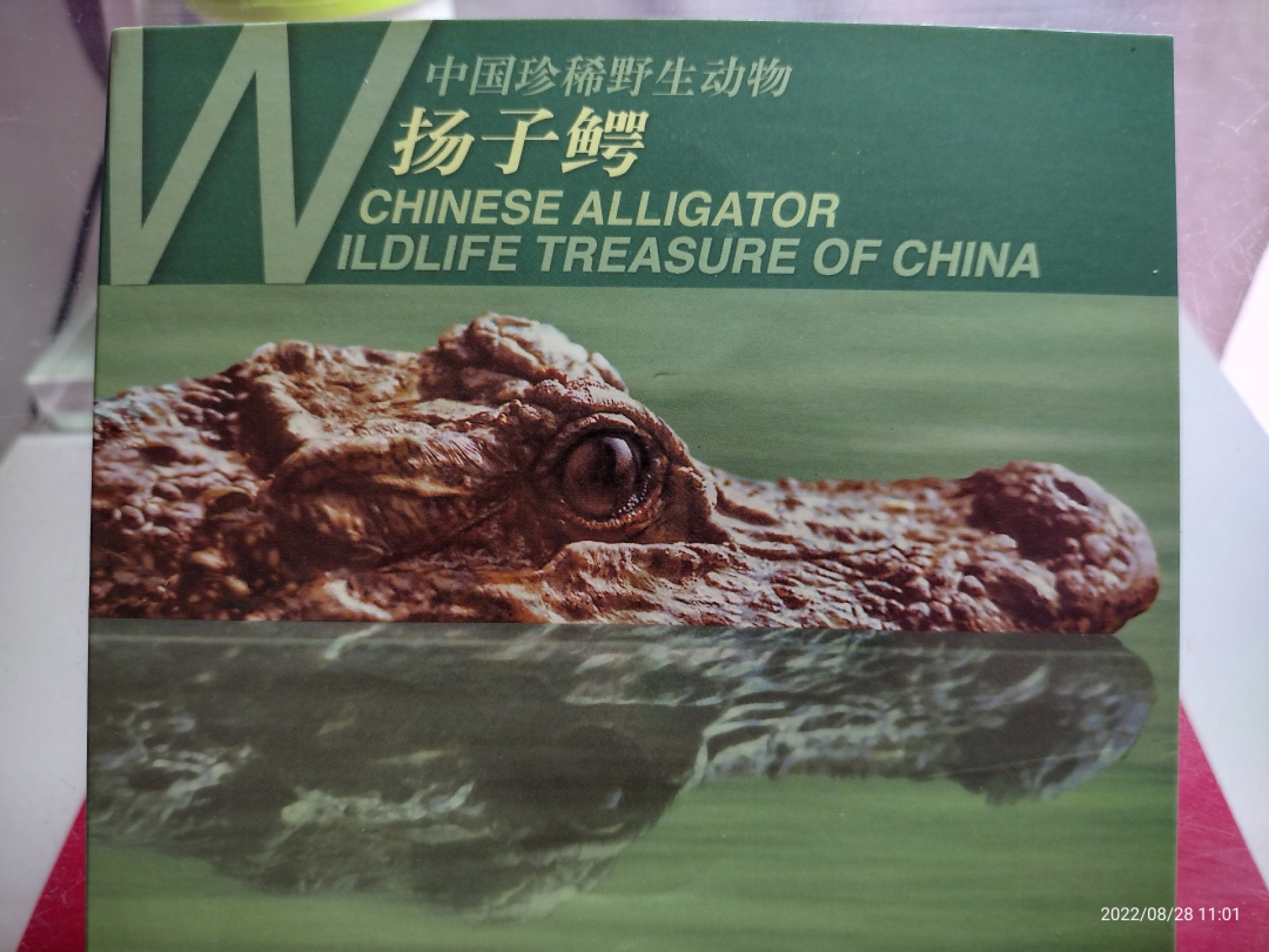 中国珍稀野动物一扬子鳄