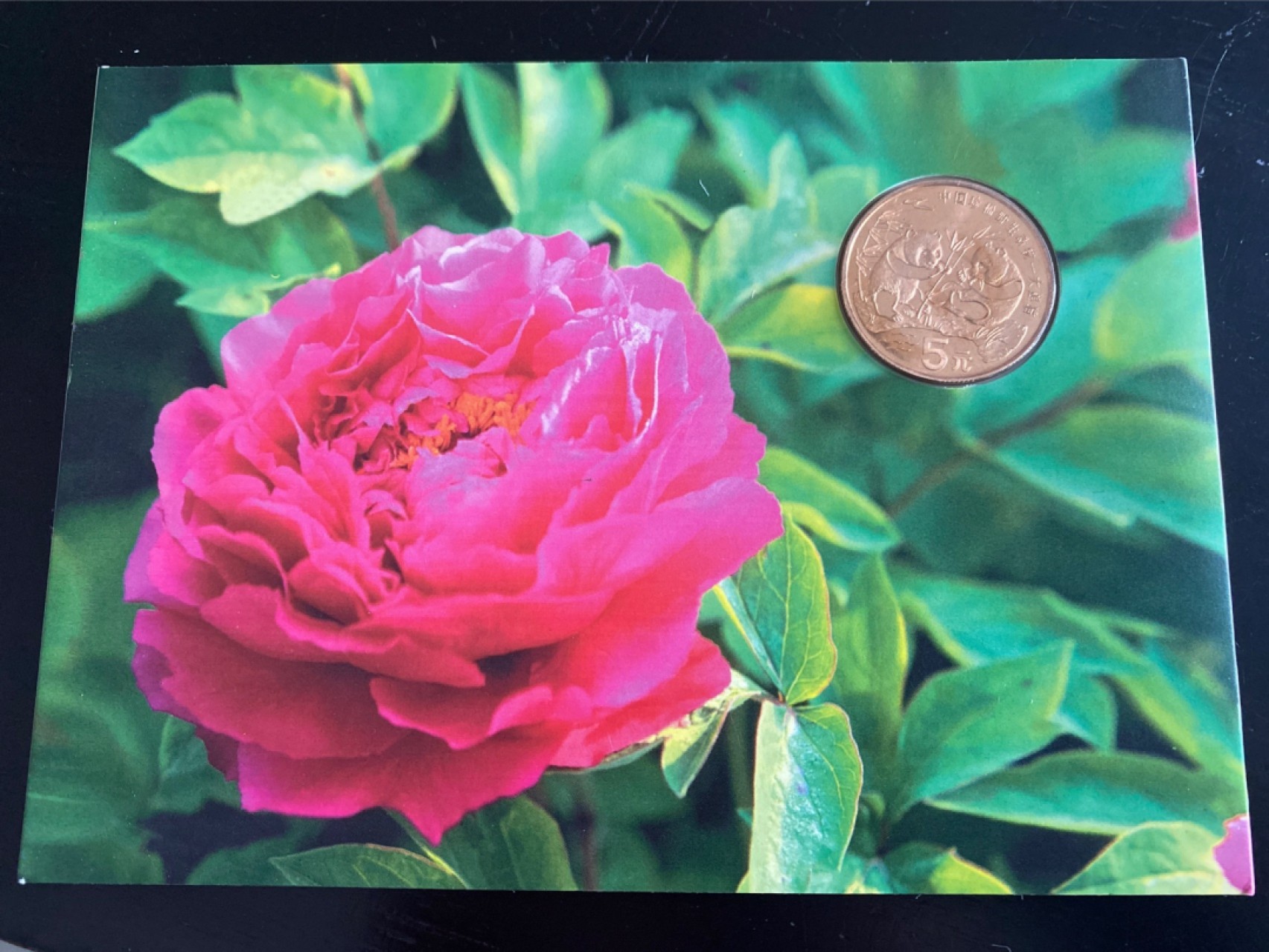 收藏联盟Quantum Auction 第196期拍卖 硬币精制币主打专场  中国珍稀野生动物 大熊猫纪念币 海外发行反喷砂工艺特质装帧卡币