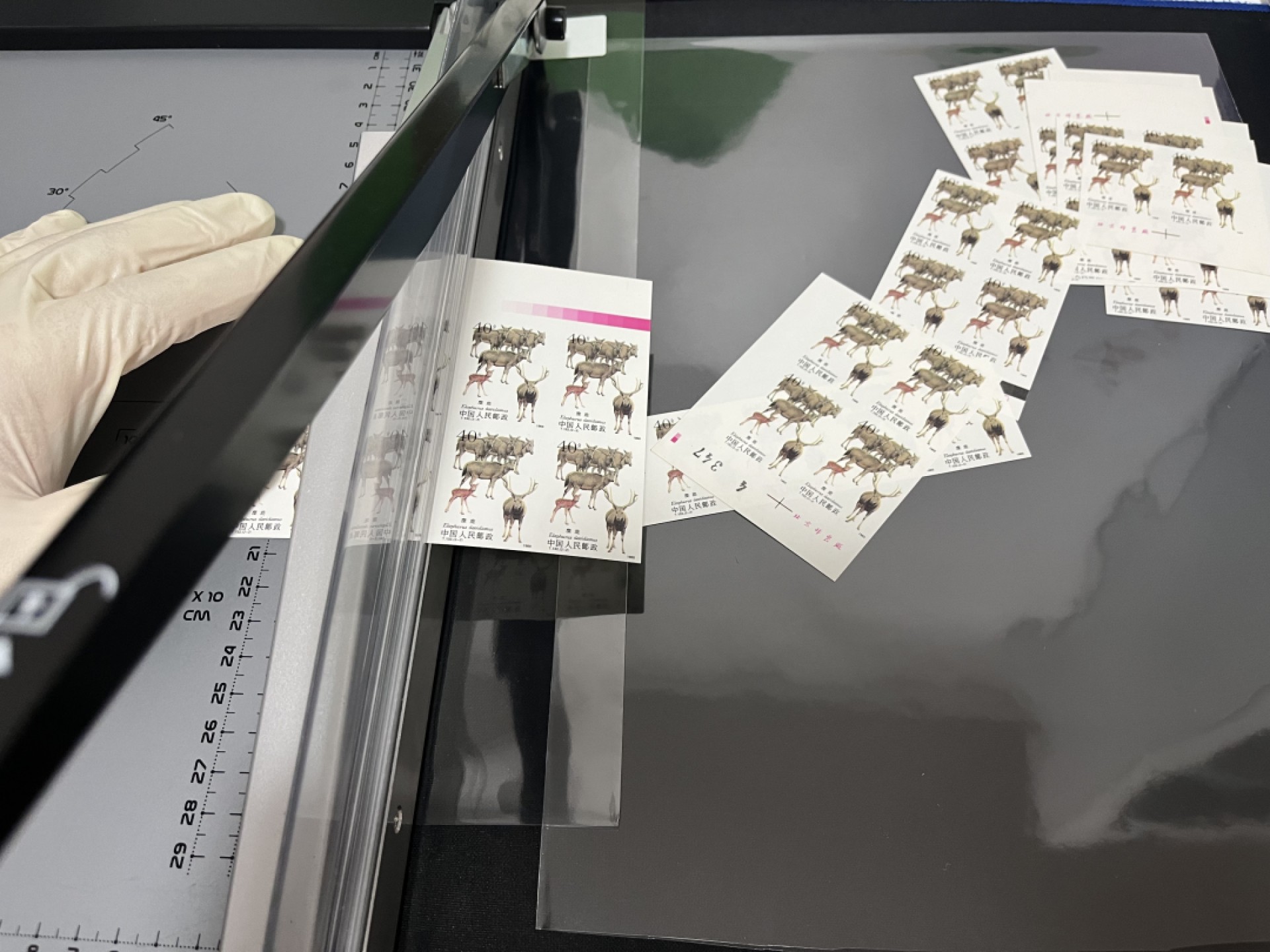洪涛臻品 精选邮票限时拍卖第四十八期 T132无齿麋鹿新全 2横连一组✦四角尖白✦精品版货  精工细裁  收藏级品相  面艳背白，全程带硅胶手套操作，品相完美无瑕疵，喜欢的老板不要错过