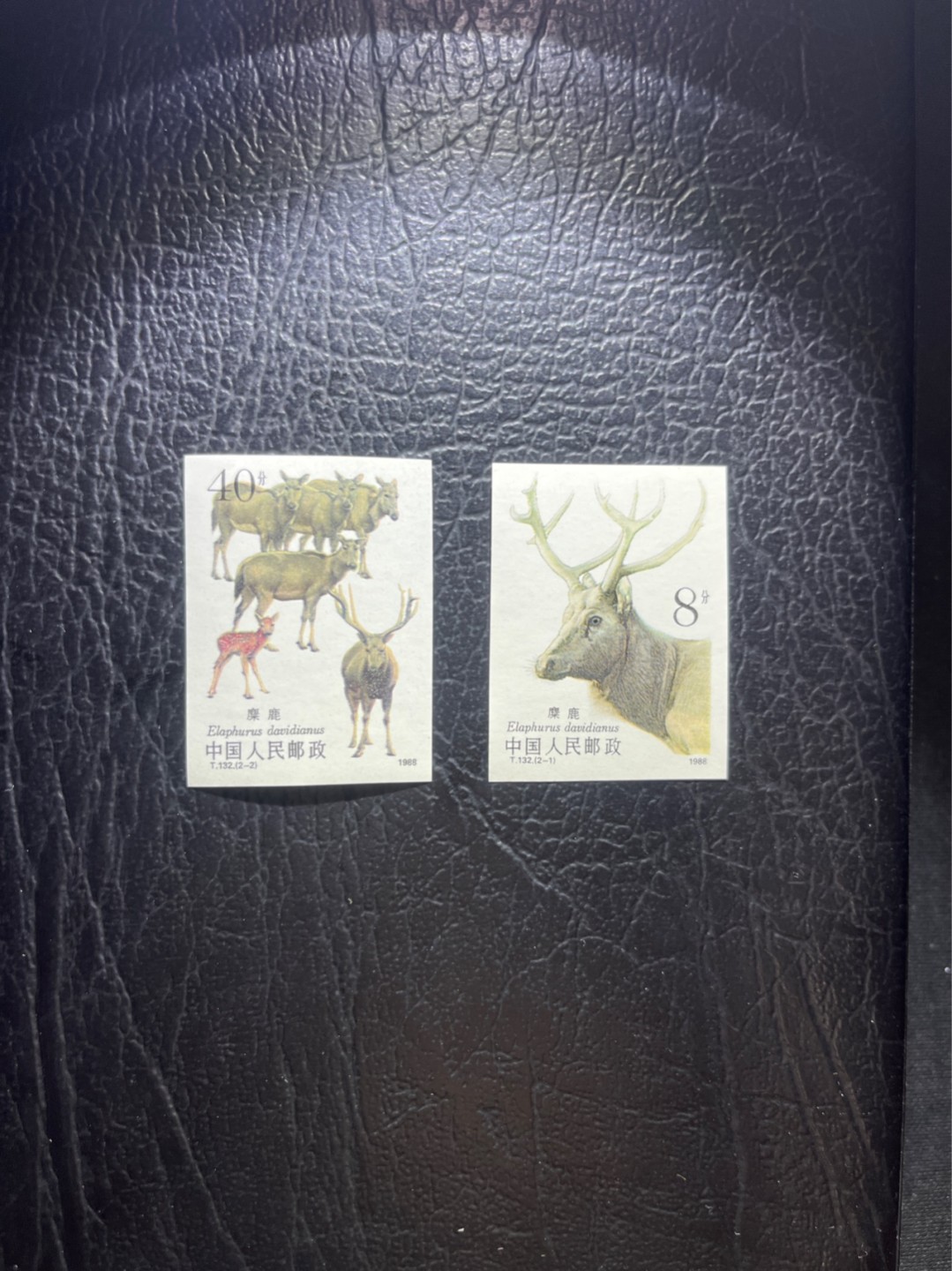 洪涛臻品 精选邮票限时拍卖第五十二期 T132无齿麋鹿新全  全品  人气小票，喜欢不要错过