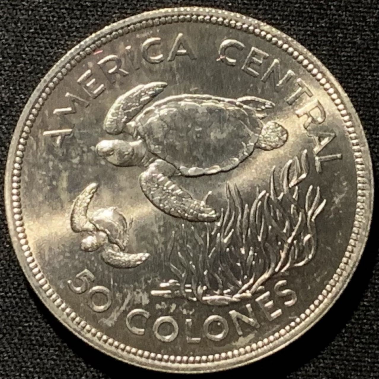 紫瑗钱币——第216期拍卖 哥斯达黎加 1974年 保护动物 绿海龟 5科朗 25.55克 0.5银 UNC