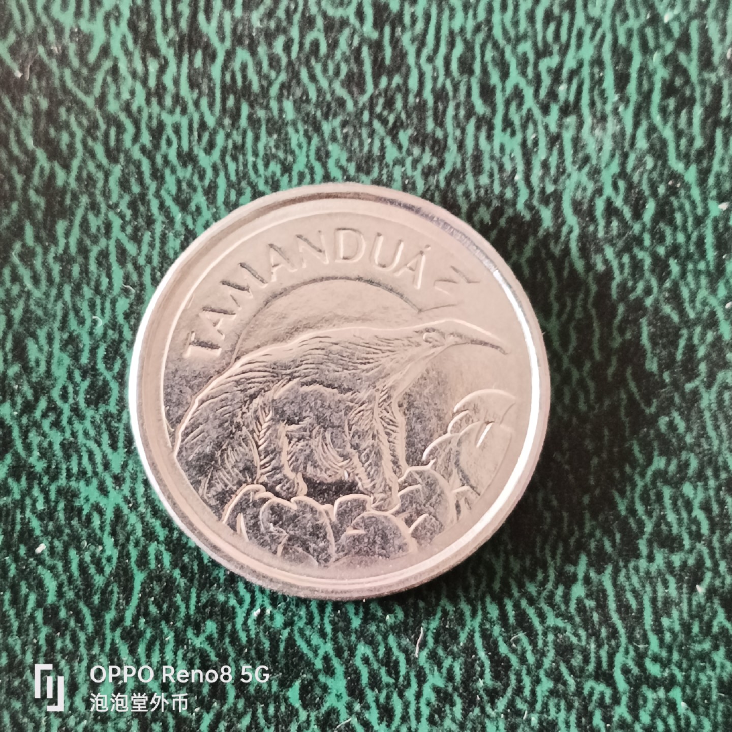 泡泡堂微拍第十二幕，零佣金，零押金，满二十元包邮 巴西十克鲁食蚁兽。