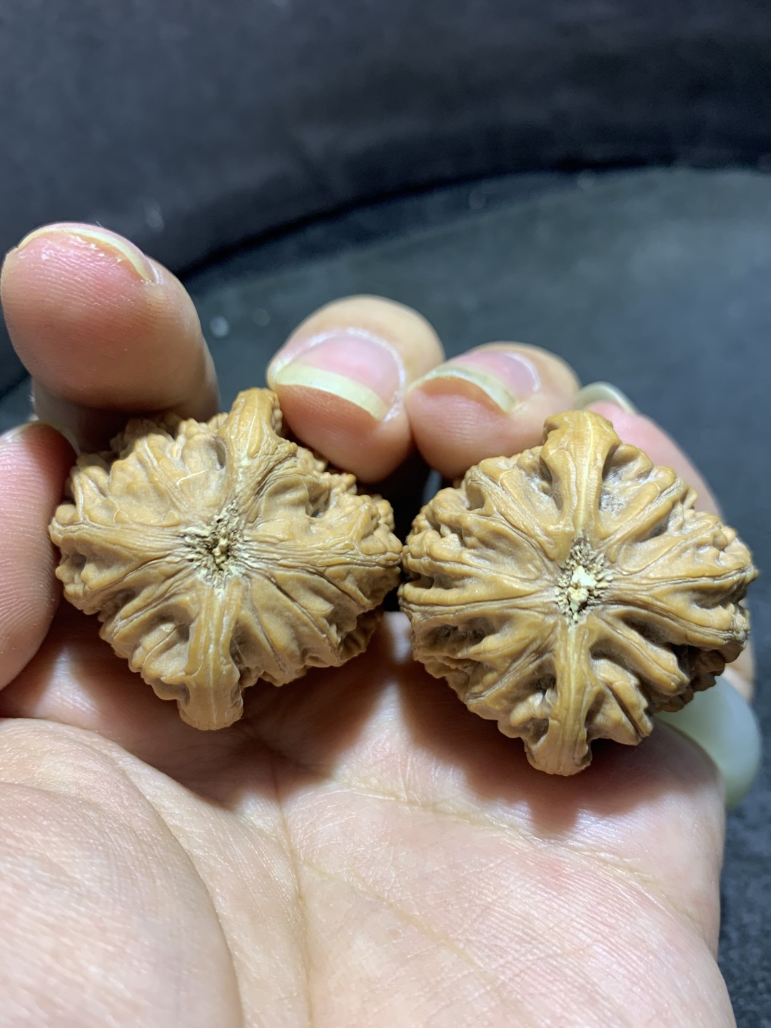 精美高端野生小众僧帽狮子头文玩麻核桃一对，