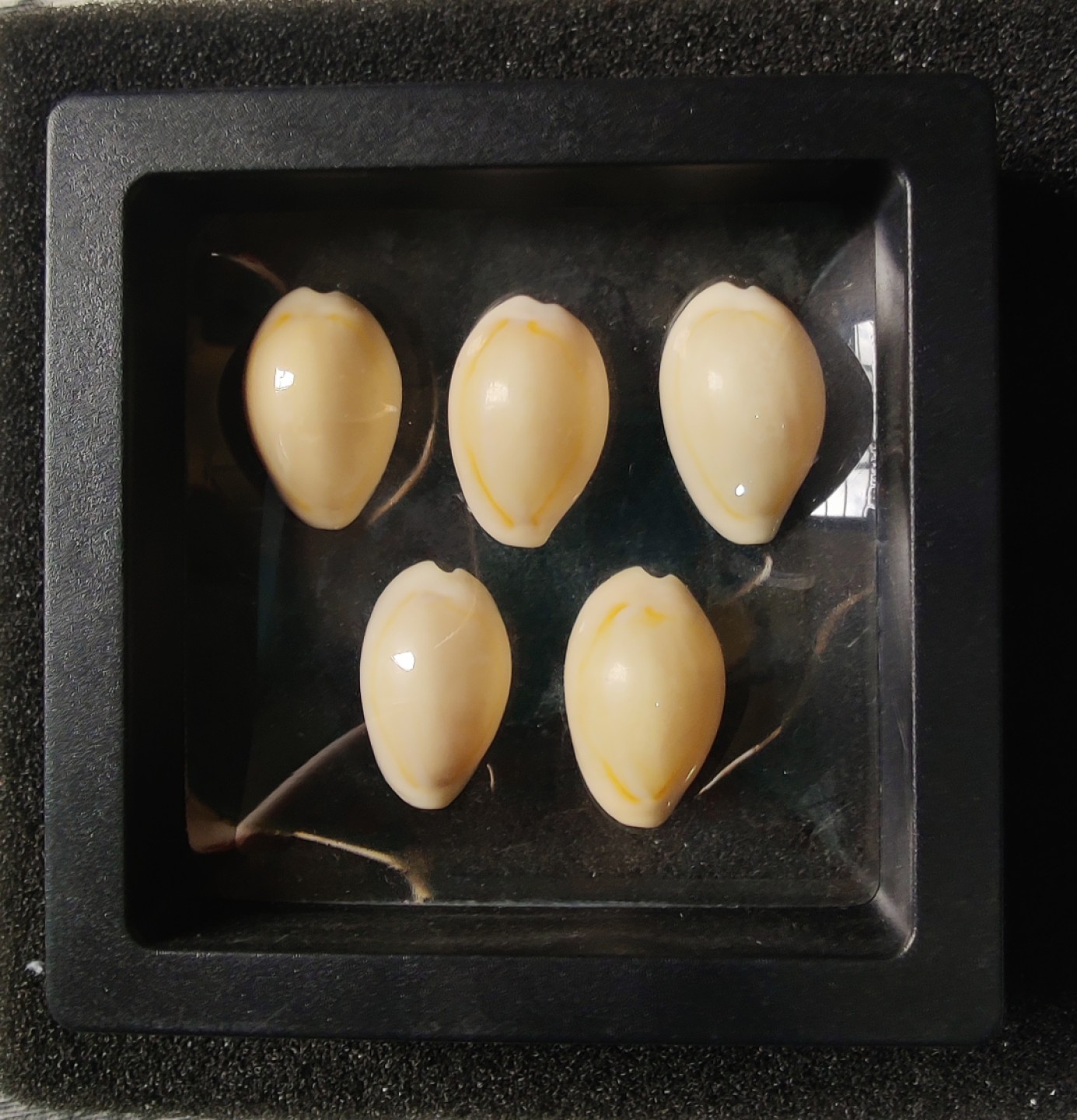 ♥一只鱼（世界钱币第七期） 贝币