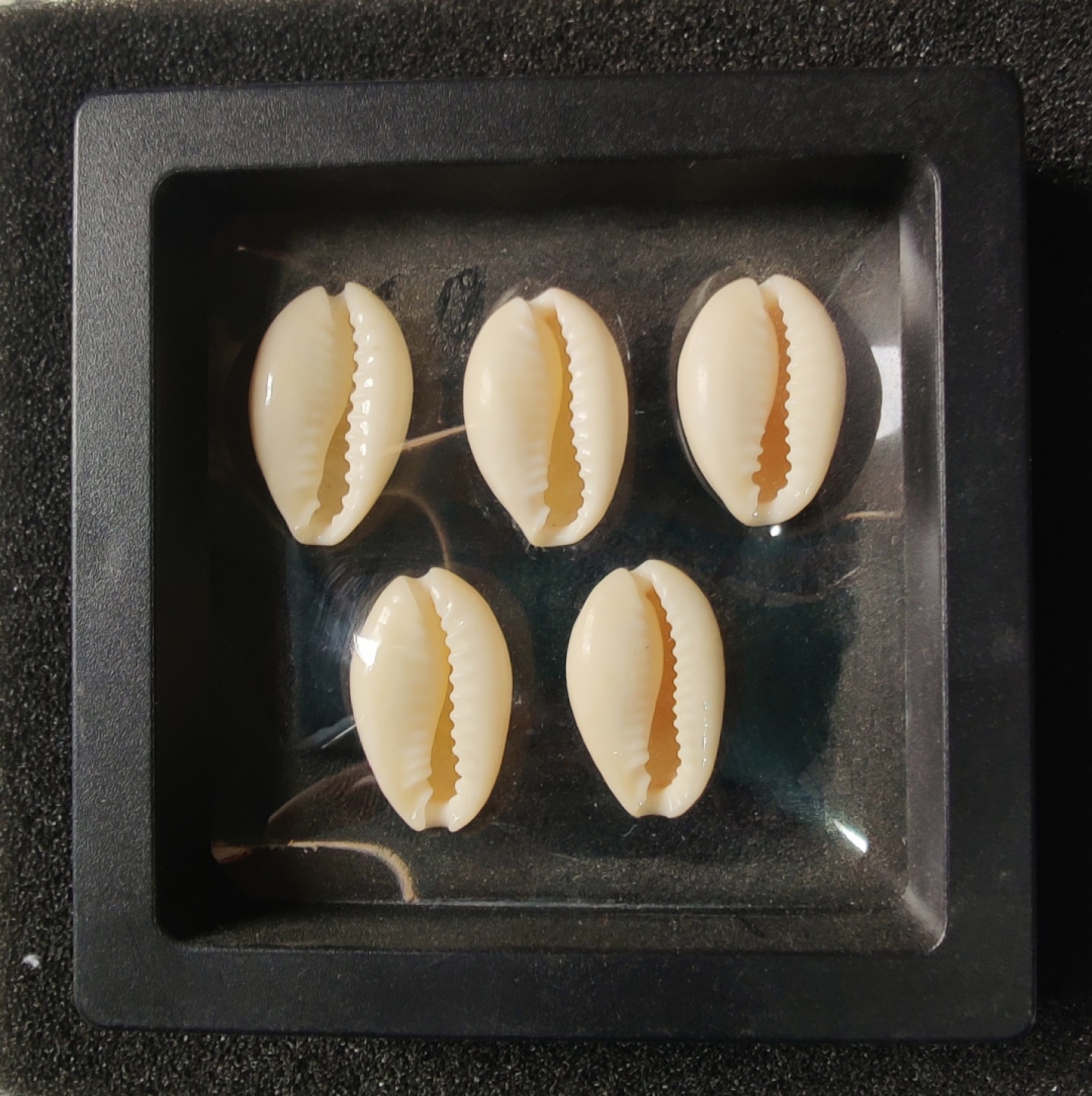 ♥一只鱼（世界钱币第七期） 贝币