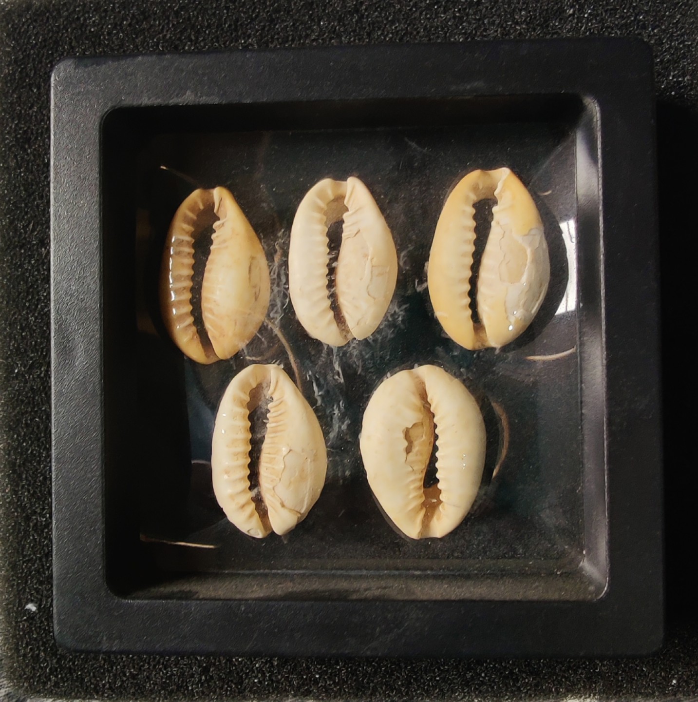 ♥一只鱼（世界钱币第七期） 贝币