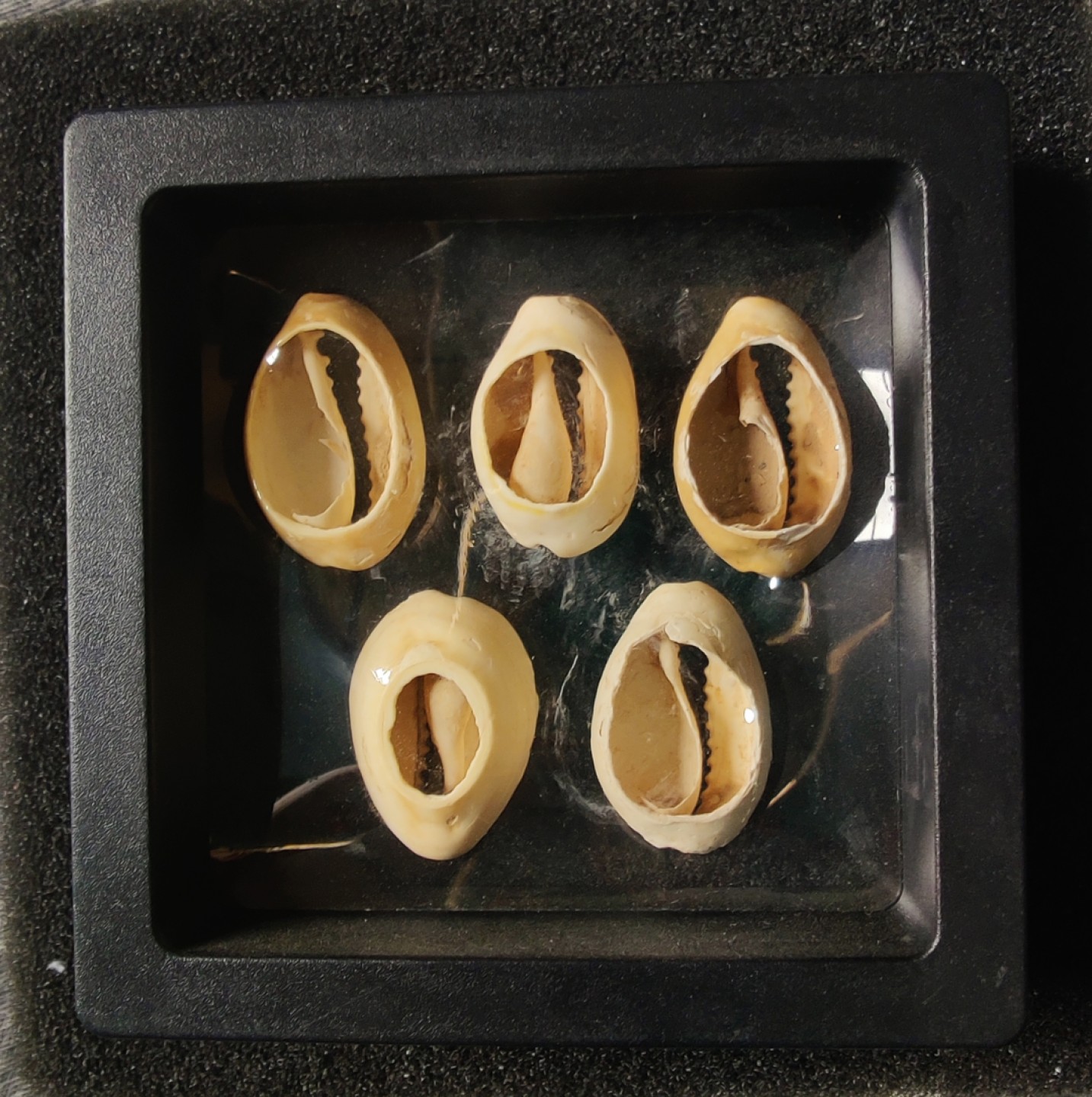 ♥一只鱼（世界钱币第七期） 贝币