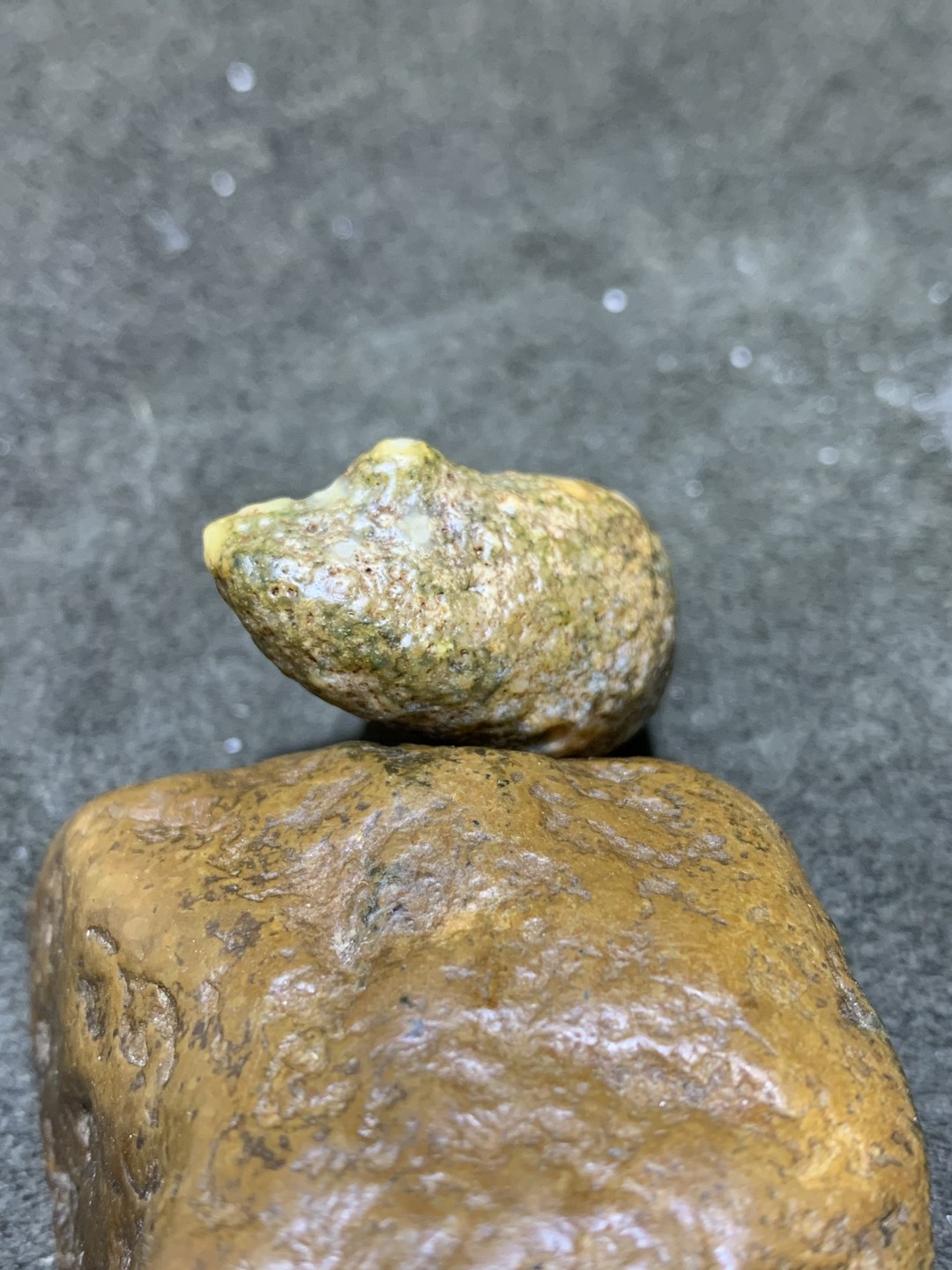 精美戈壁阿拉善筋脉石象形猪蹄原石一颗，