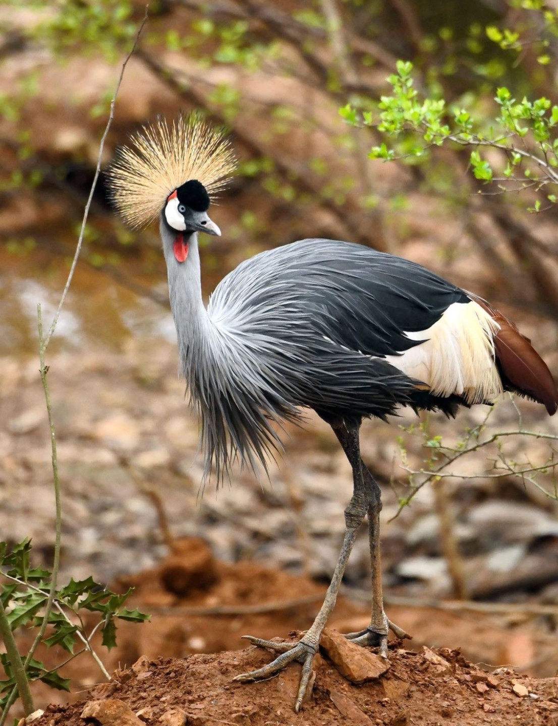 收藏联盟Quantum Auction 第205期拍卖 乌干达1966年100先令 PMG68 稀少冠军分 冠鹤 号码无47