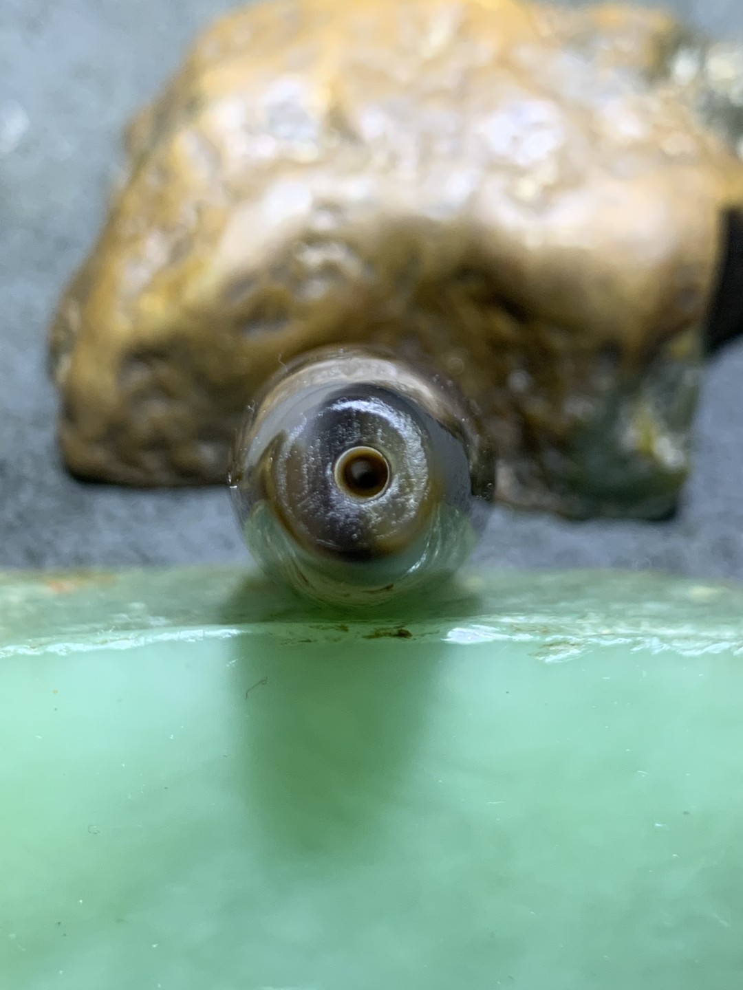 精美高玉化天珠型巴西玛瑙天眼大桶珠一个，
