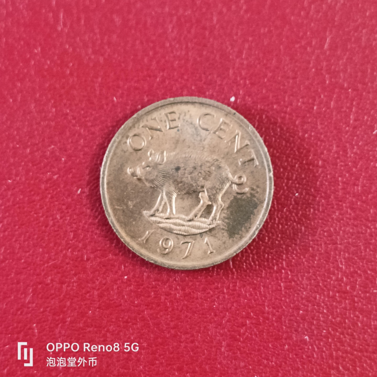 泡泡堂微拍第二十六幕精品硬币捡漏专场👿👿，零佣金，零押金，累计满二十元包邮 71年百慕大小猪。