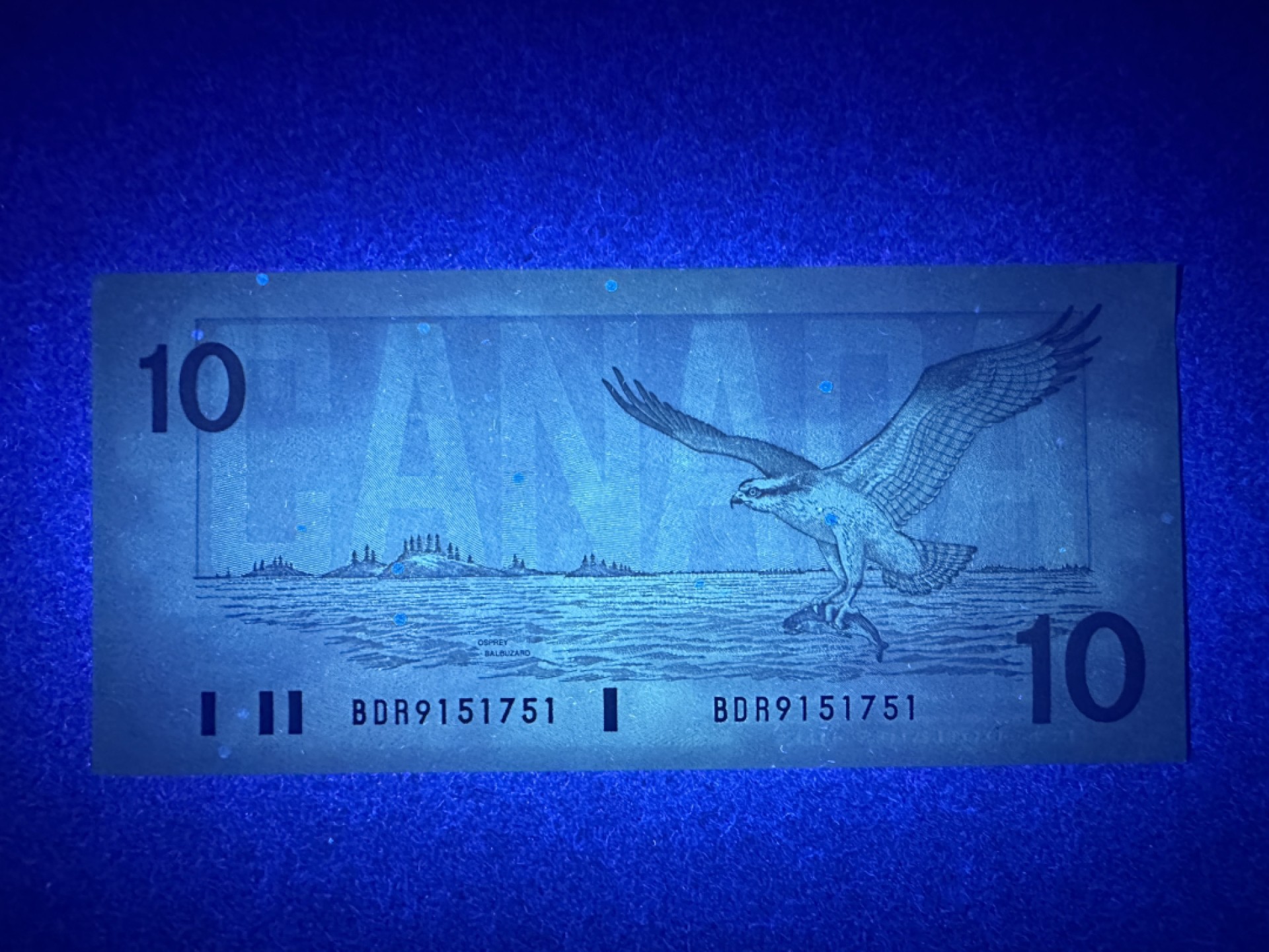 《张总收藏》79期——外币精品 加拿大10元 UNC 1989年 鸟版