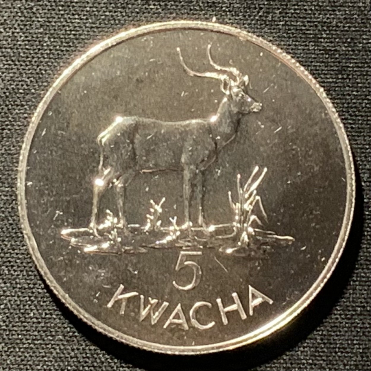 紫瑗钱币——第264期拍卖 赞比亚 1979年 非洲羚羊 5夸查 25.31克 0.925银 UNC