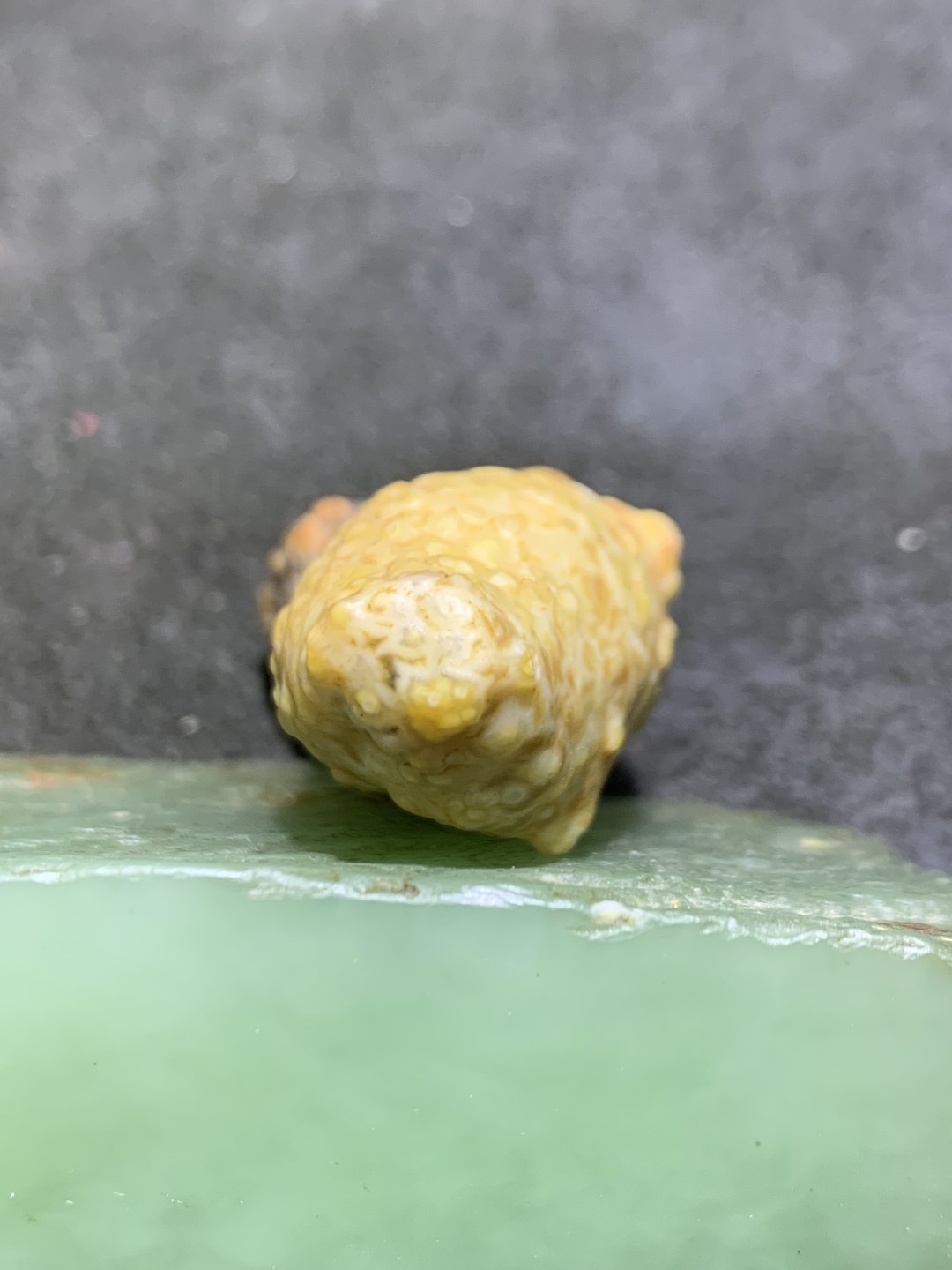 精美阿拉善高玉化地表鱼籽纹筋脉石原石一颗，