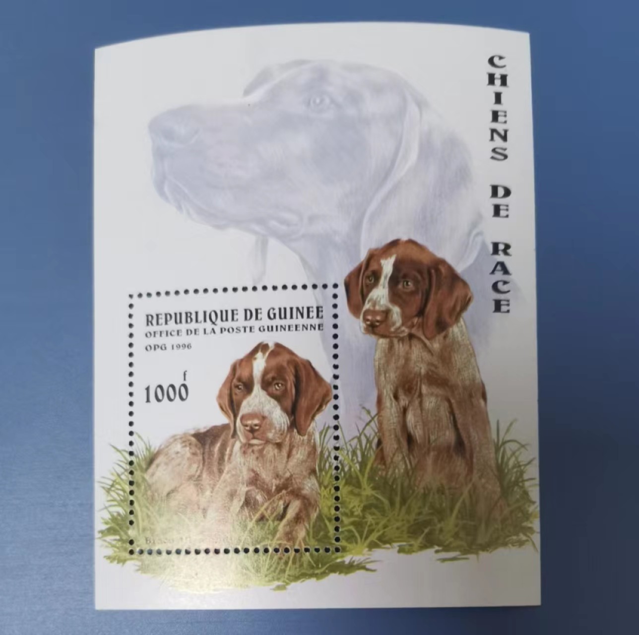 世家收藏第十八期“世界杯”号邮票钱币专场（自动截拍） 几内亚1996宠物犬小型张1全新（小型张背面边缘处有小黄点儿）