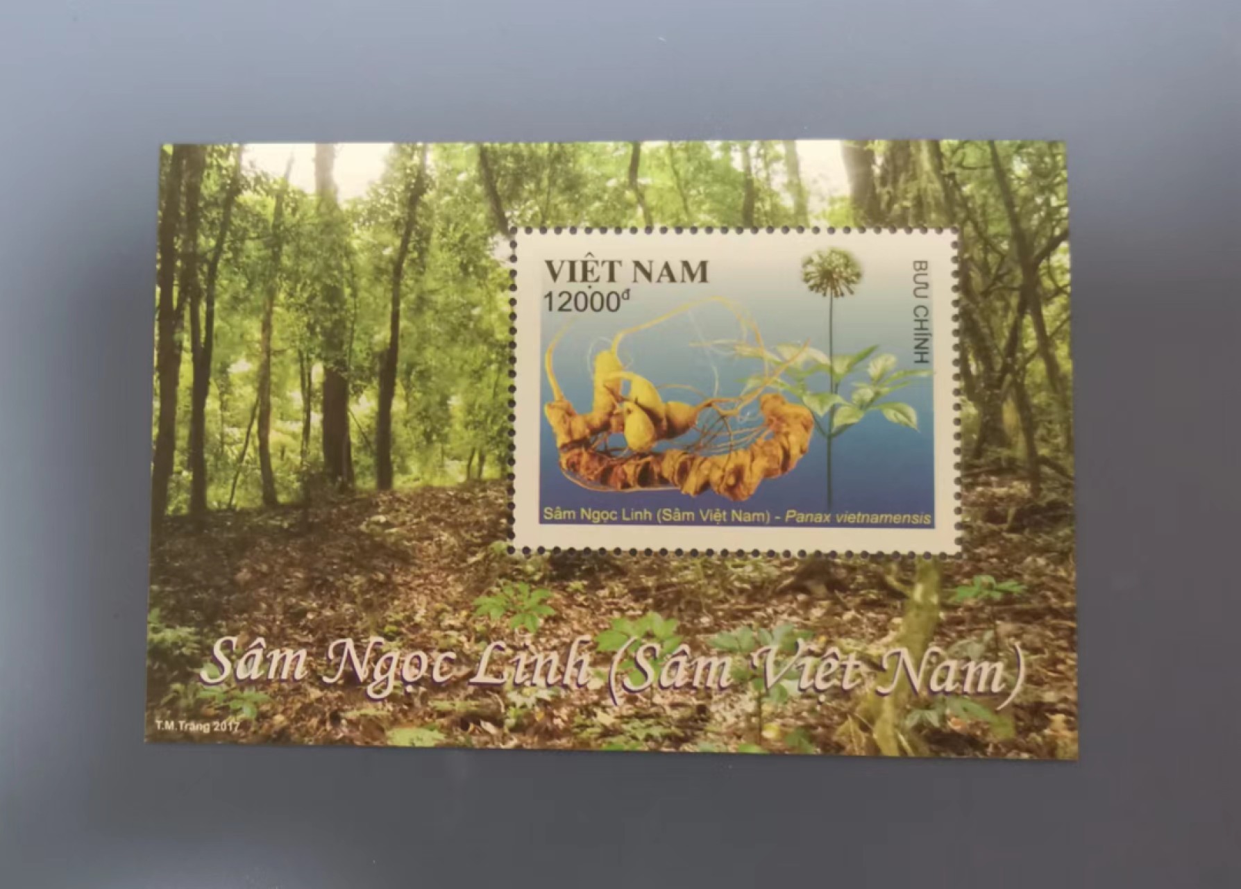 世家收藏第十八期“世界杯”号邮票钱币专场（自动截拍） 越南2017本土特产的药材•越南玉灵人参邮票小型张1全新
