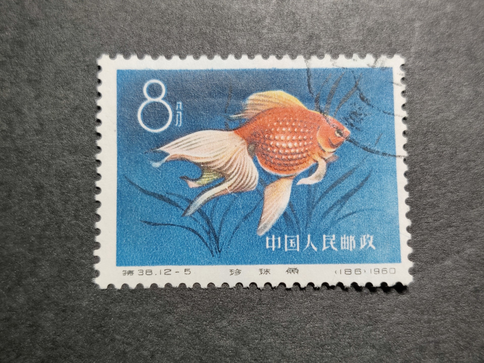 洪涛臻品批发群  精选邮票限时拍卖第一百二十六期 特38金鱼12-5 盖销无胶 角尖齿全 面艳背白 上上品