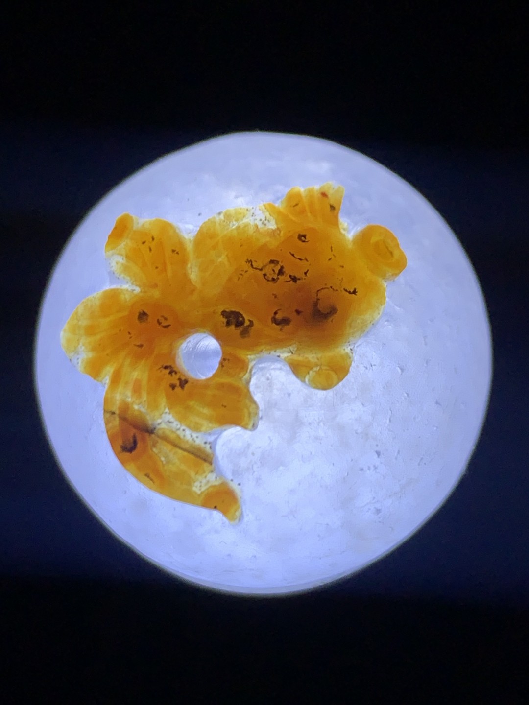 精美冰飘亚光原皮战国红玛瑙巧雕金鱼随形珠一个，