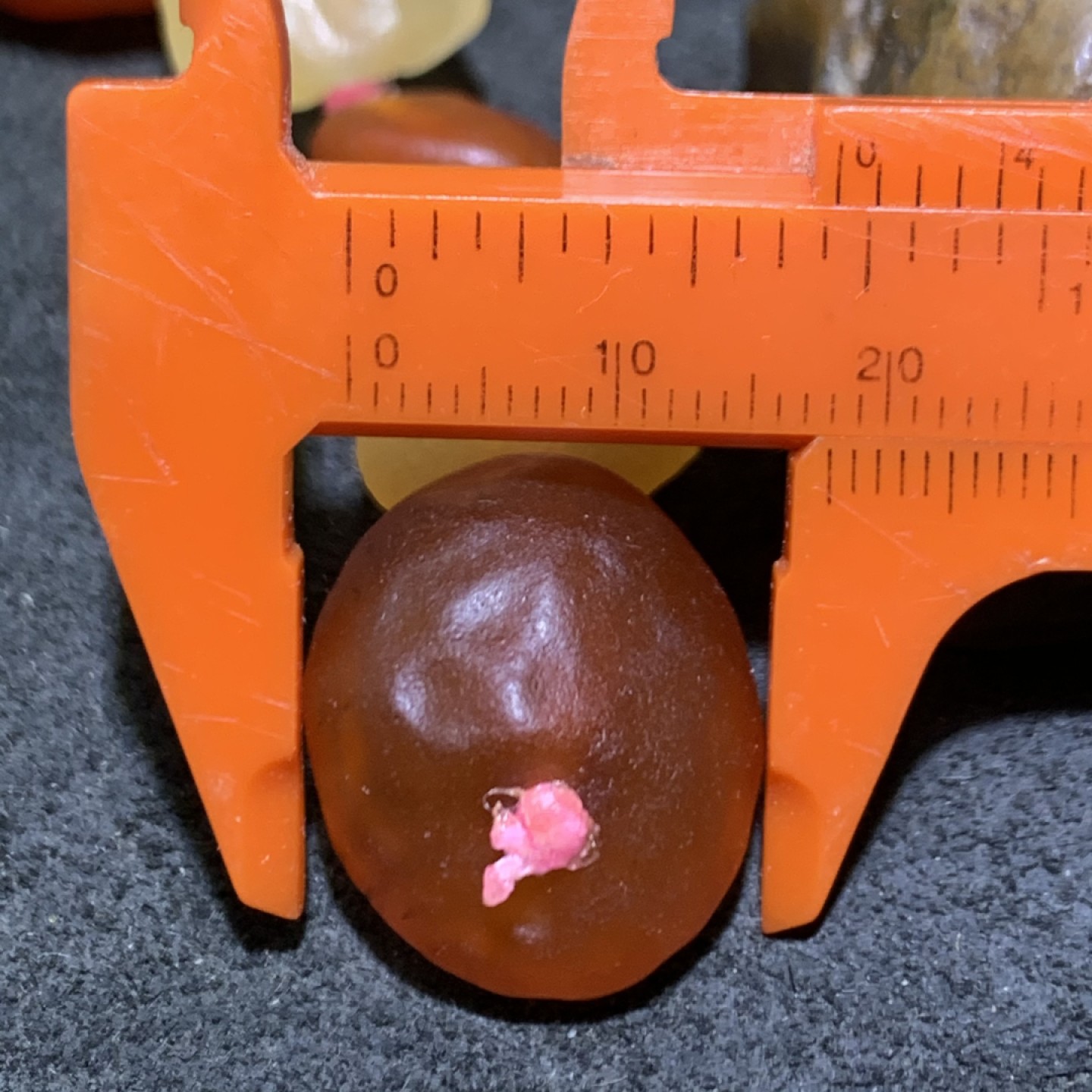 精美天然大颗粒阿拉善糖果料彩珠玛瑙项链一条，