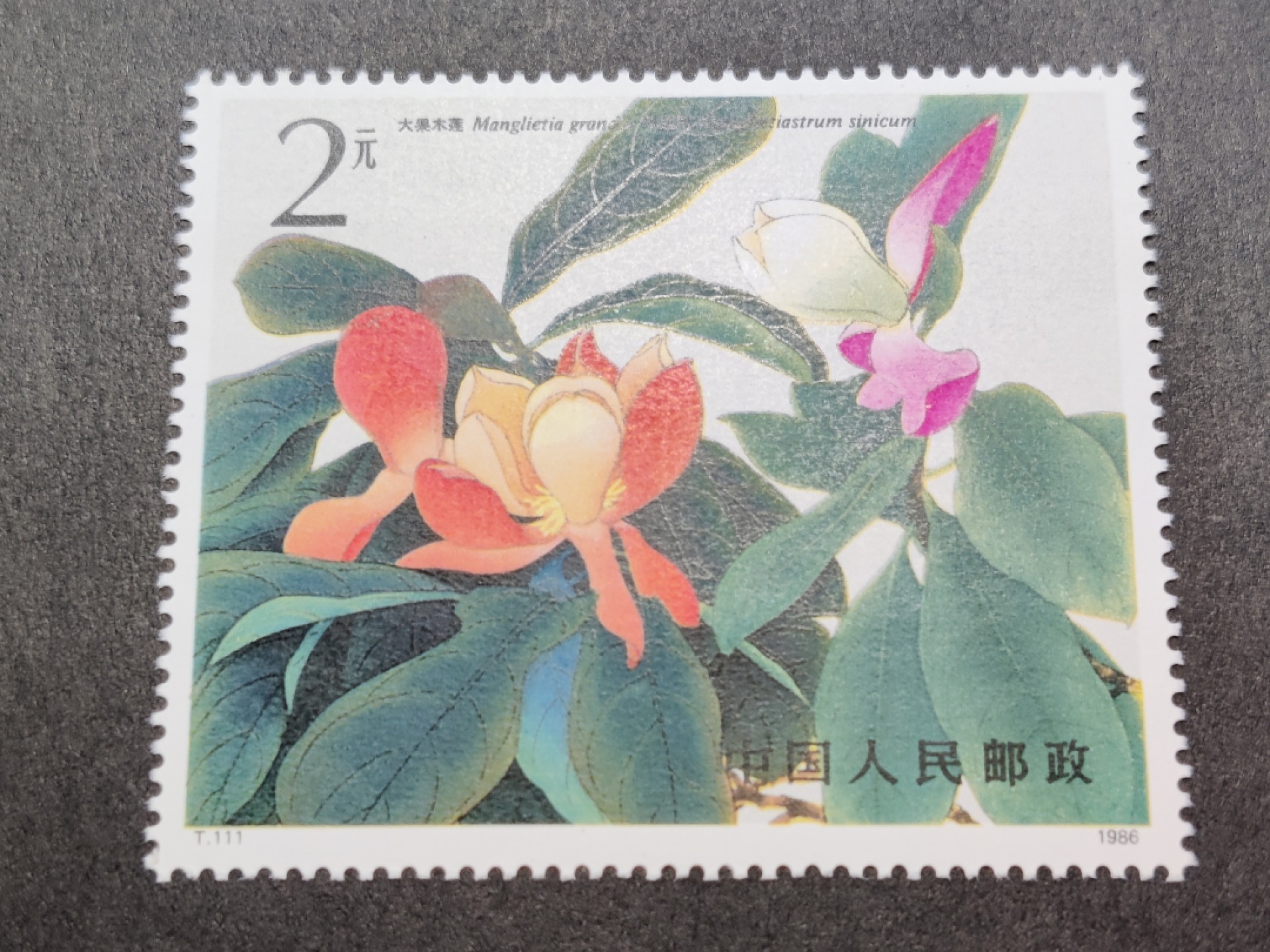 洪涛臻品批发群  精选邮票限时拍卖第一百五十七期 T111M木兰小型张内芯新票 原胶润白！ 完美过灯！ 