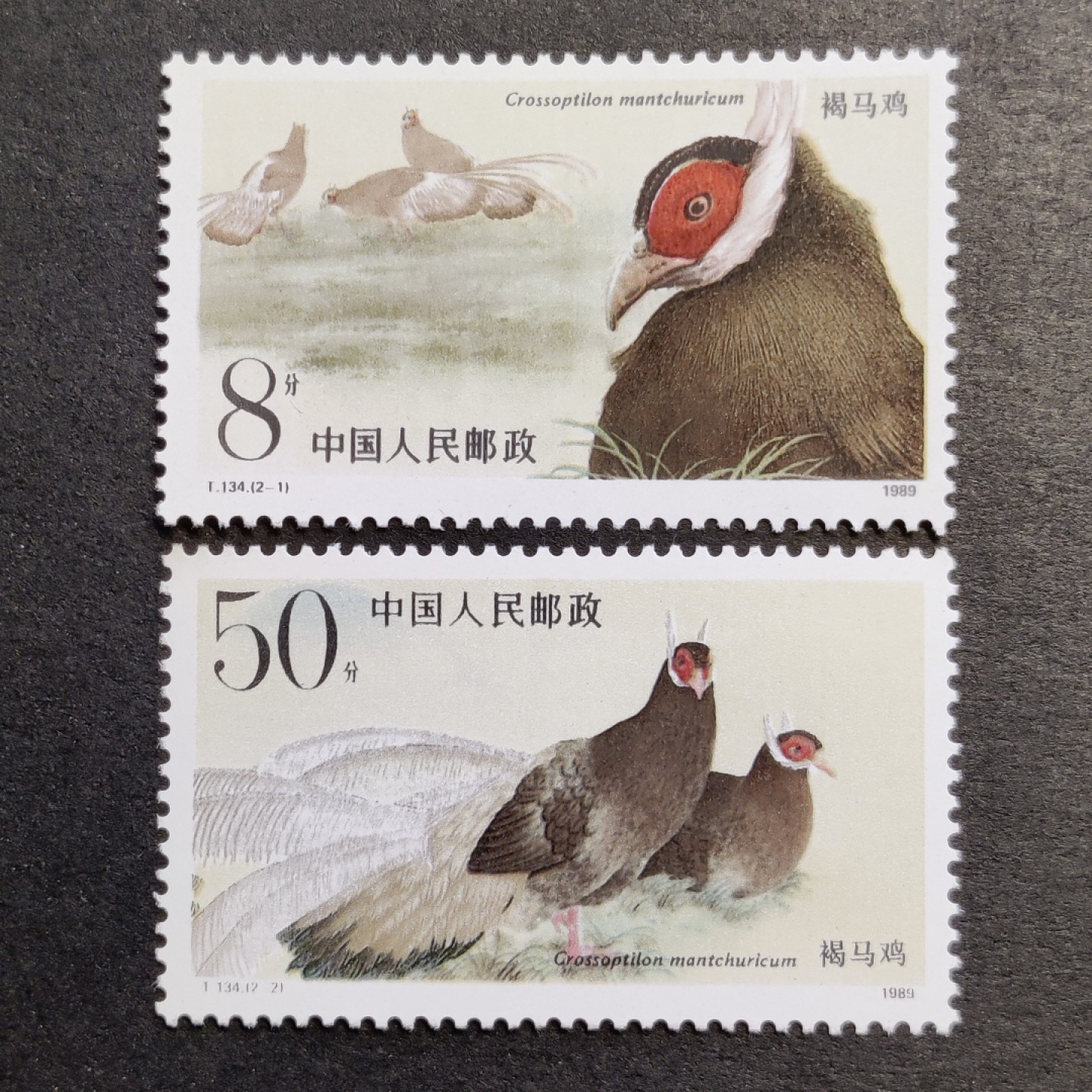 洪涛臻品批发群  精选邮票限时拍卖第一百五十六期 T134褐马鸡 新全套 完美过灯! 原胶润白 面色鲜艳 票生挺！齿孔粒粒饱满！评级票品质！