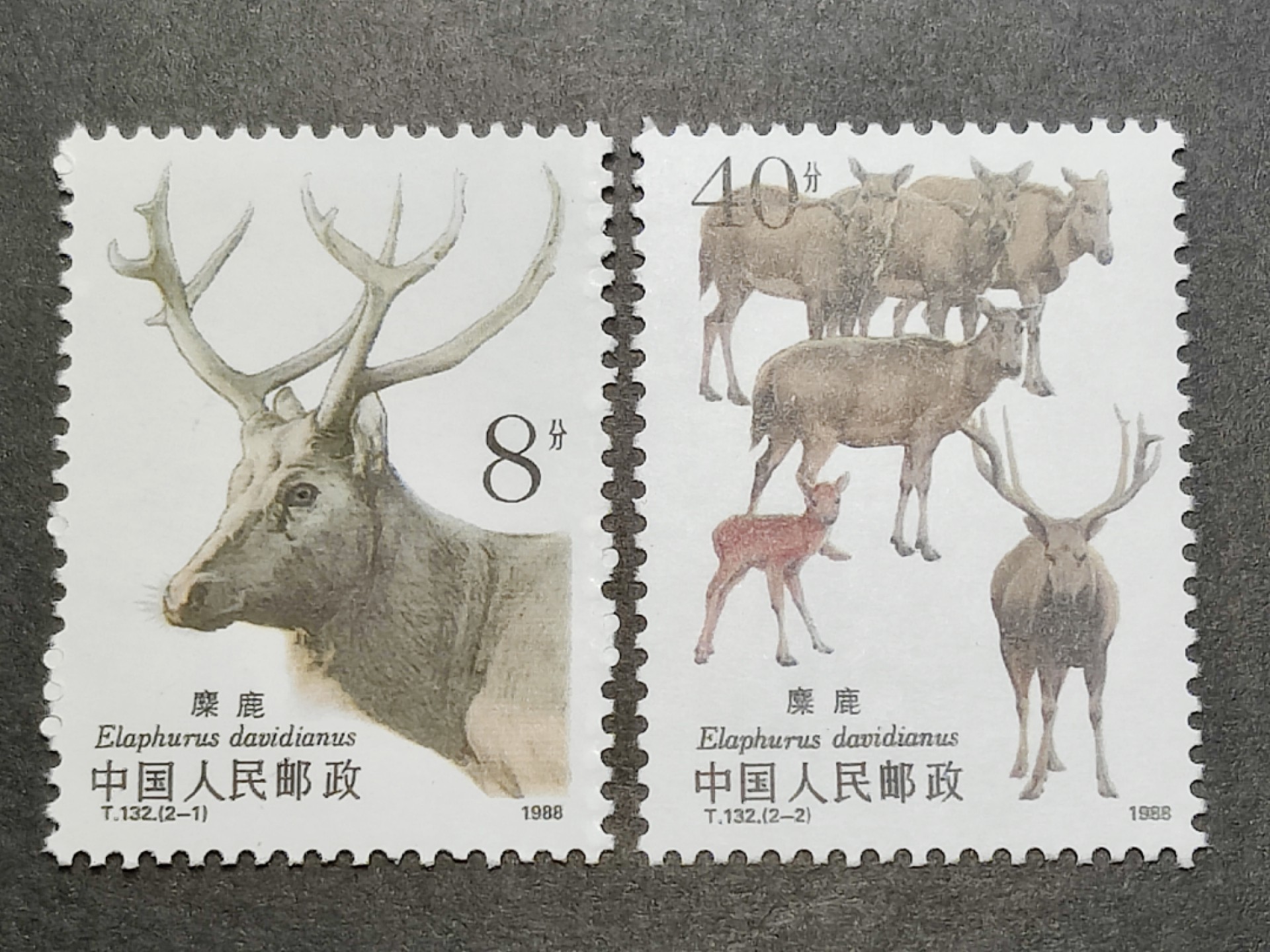 洪涛臻品批发群  精选邮票限时拍卖第一百五十六期 T132麋鹿 新全套 完美过灯! 原胶润白 面色鲜艳 票生挺！齿孔粒粒饱满！评级票品质！