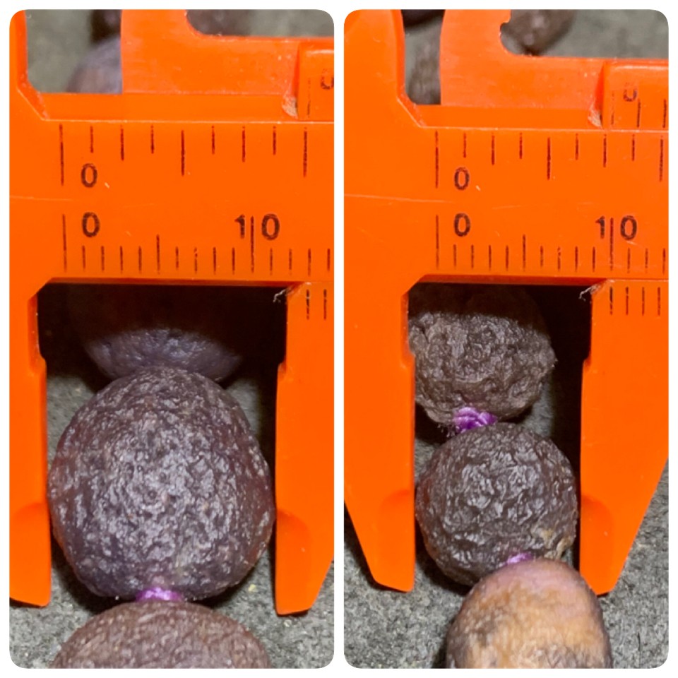 精美戈壁紫罗兰葡萄干大颗粒高圆度筋脉原石108项链一条！