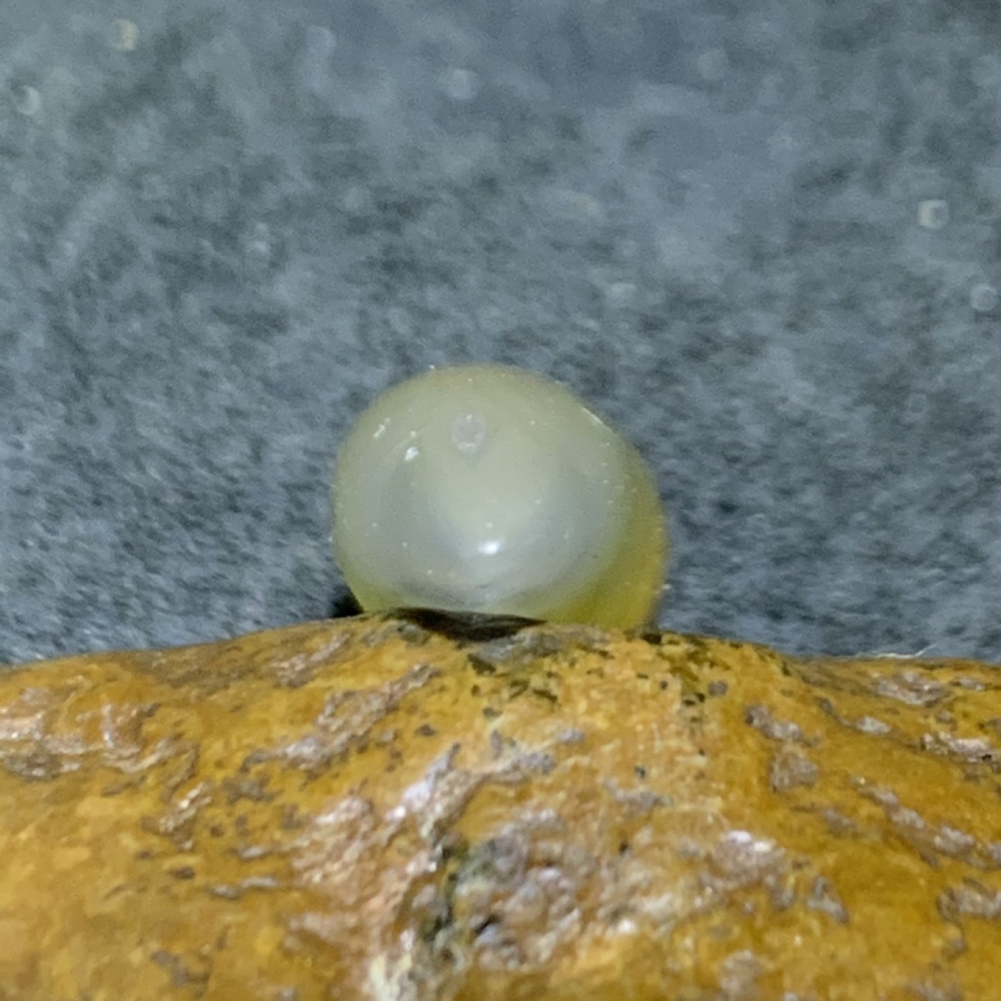 仅此一个，精品玛瑙牙形吊坠一个，