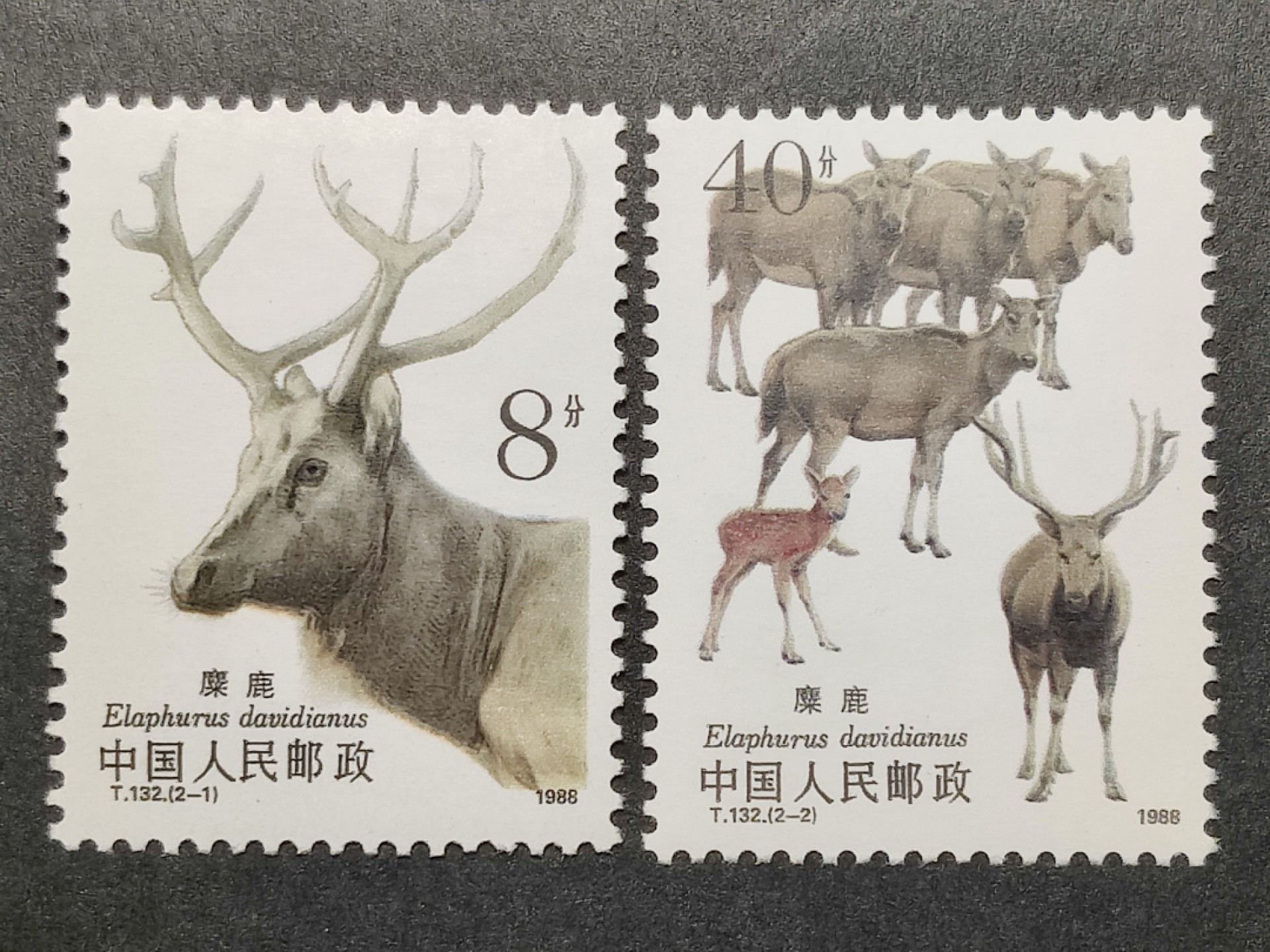 洪涛臻品批发群  精选邮票限时拍卖第一百六十七期 T132 麋鹿 新全套 原胶润白全品 面色鲜艳 票生挺 