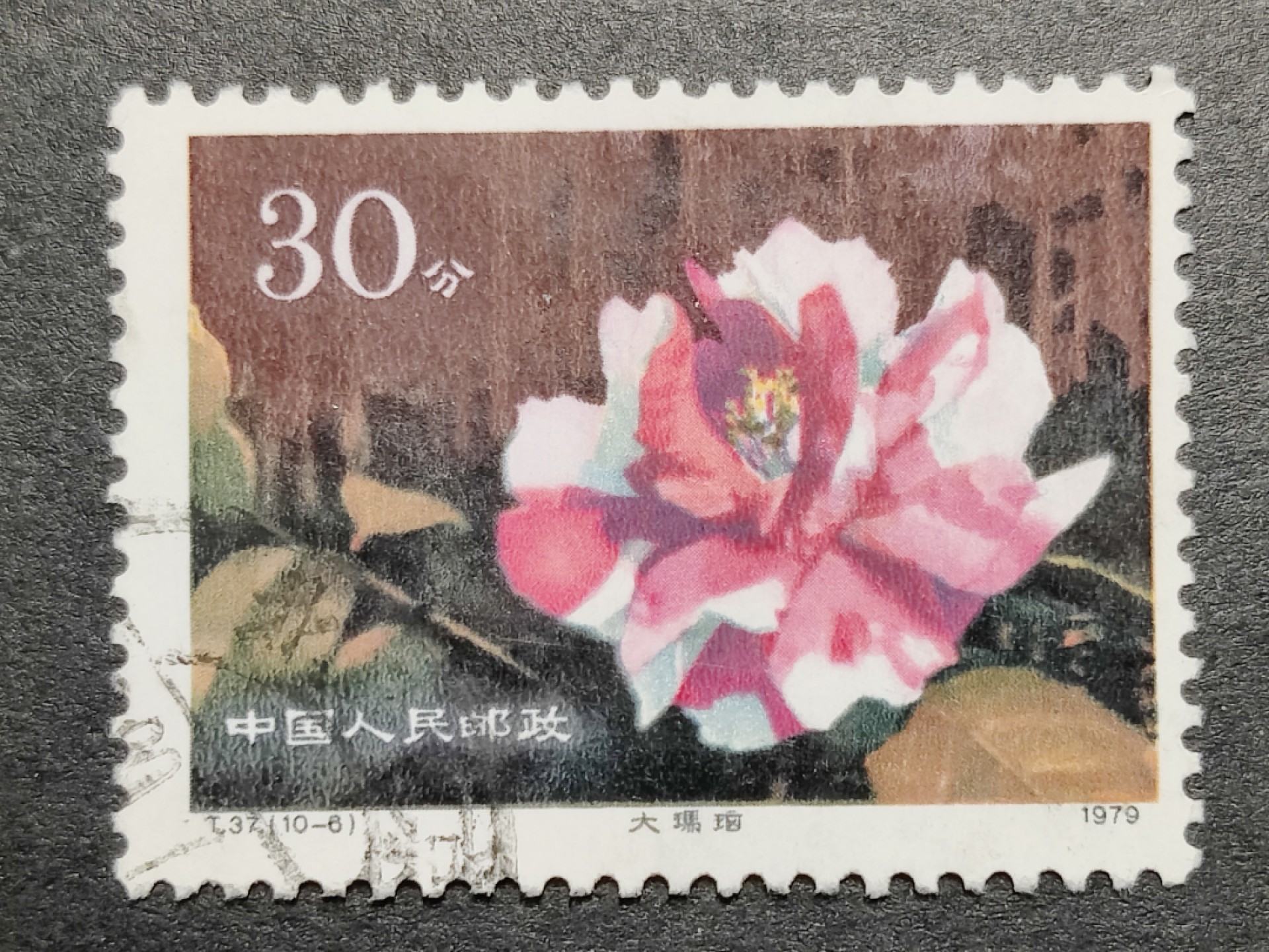 洪涛臻品批发群  精选邮票限时拍卖第二百零五期 T37 山茶花 30分10-6信销 1枚顶全套的大筋票！【2月9日邮商收购新裸套165元】无薄无裂 角尖齿全 面艳背洁 票生挺！信销票到这种品相可遇不可求！