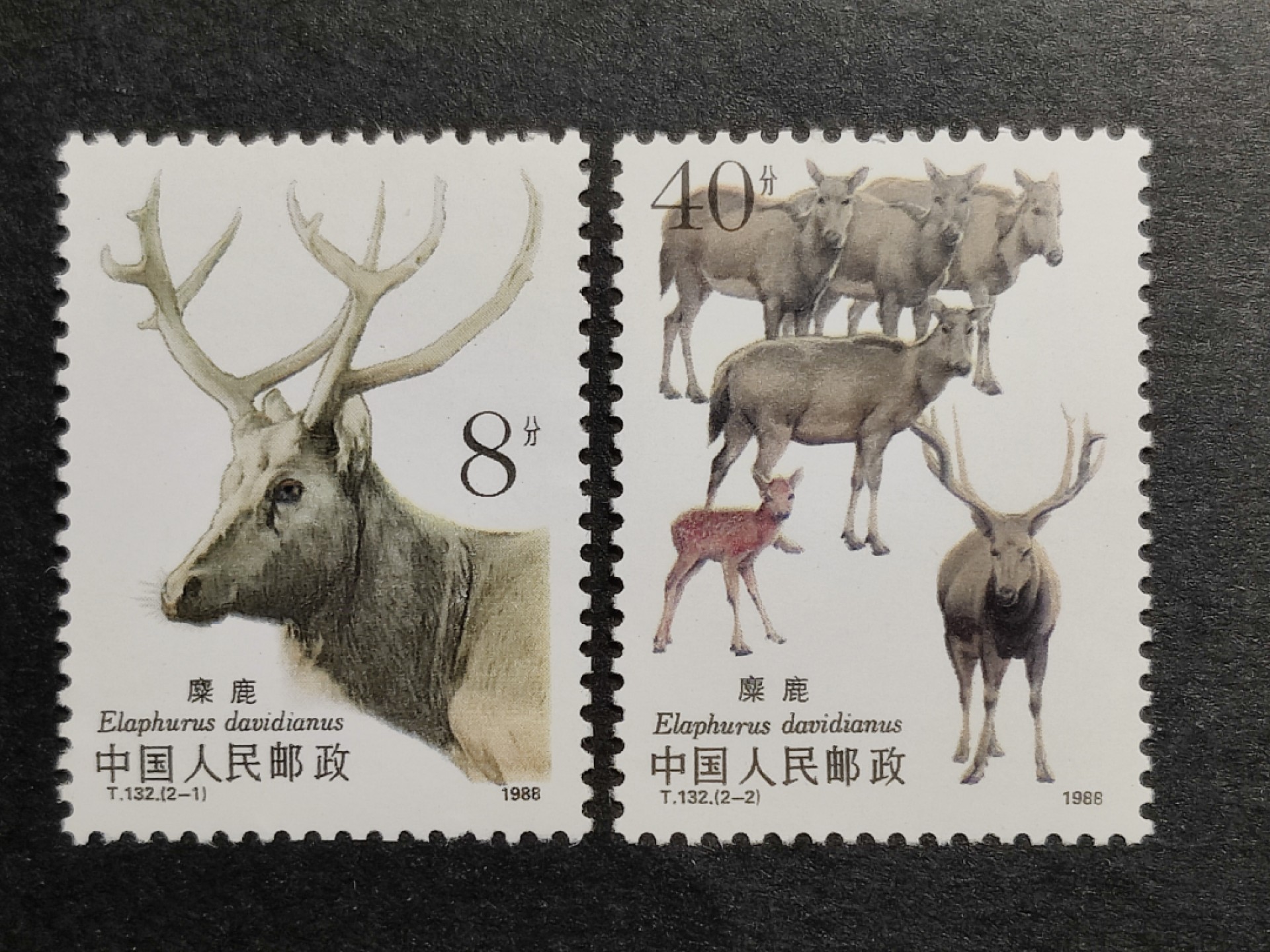 洪涛臻品批发群  精选邮票限时拍卖第一百七十四期 T132麋鹿 新全套 完美过灯! 原胶润白 面色鲜艳 票生挺！齿孔粒粒饱满！评级票品质！