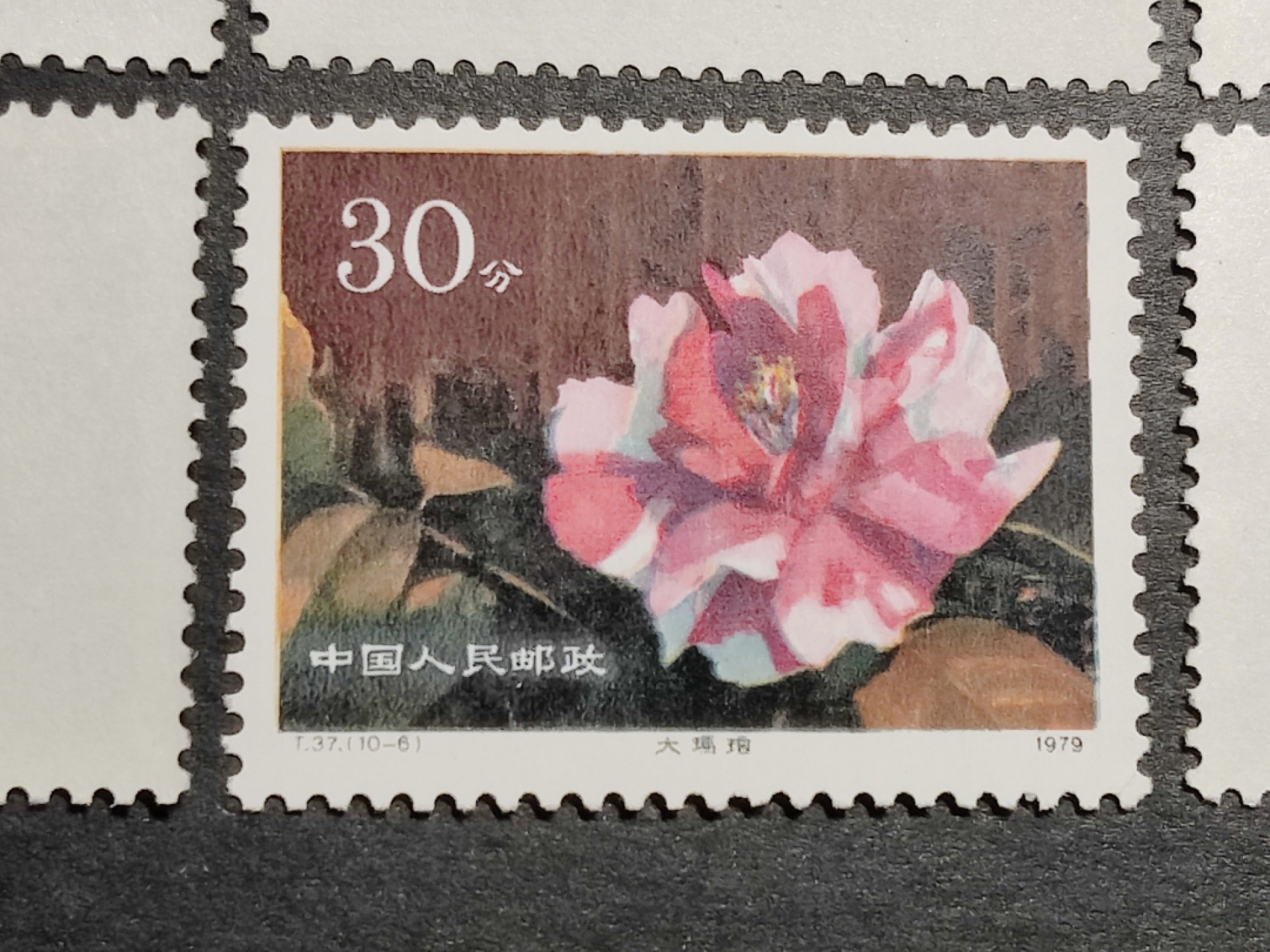 洪涛臻品批发群  精选邮票限时拍卖第一百七十四期 T37山茶花 新全套 原胶润白 面色鲜艳 票生挺！完美过灯! 评级票品质！ 【2月9日邮商收购价165元】