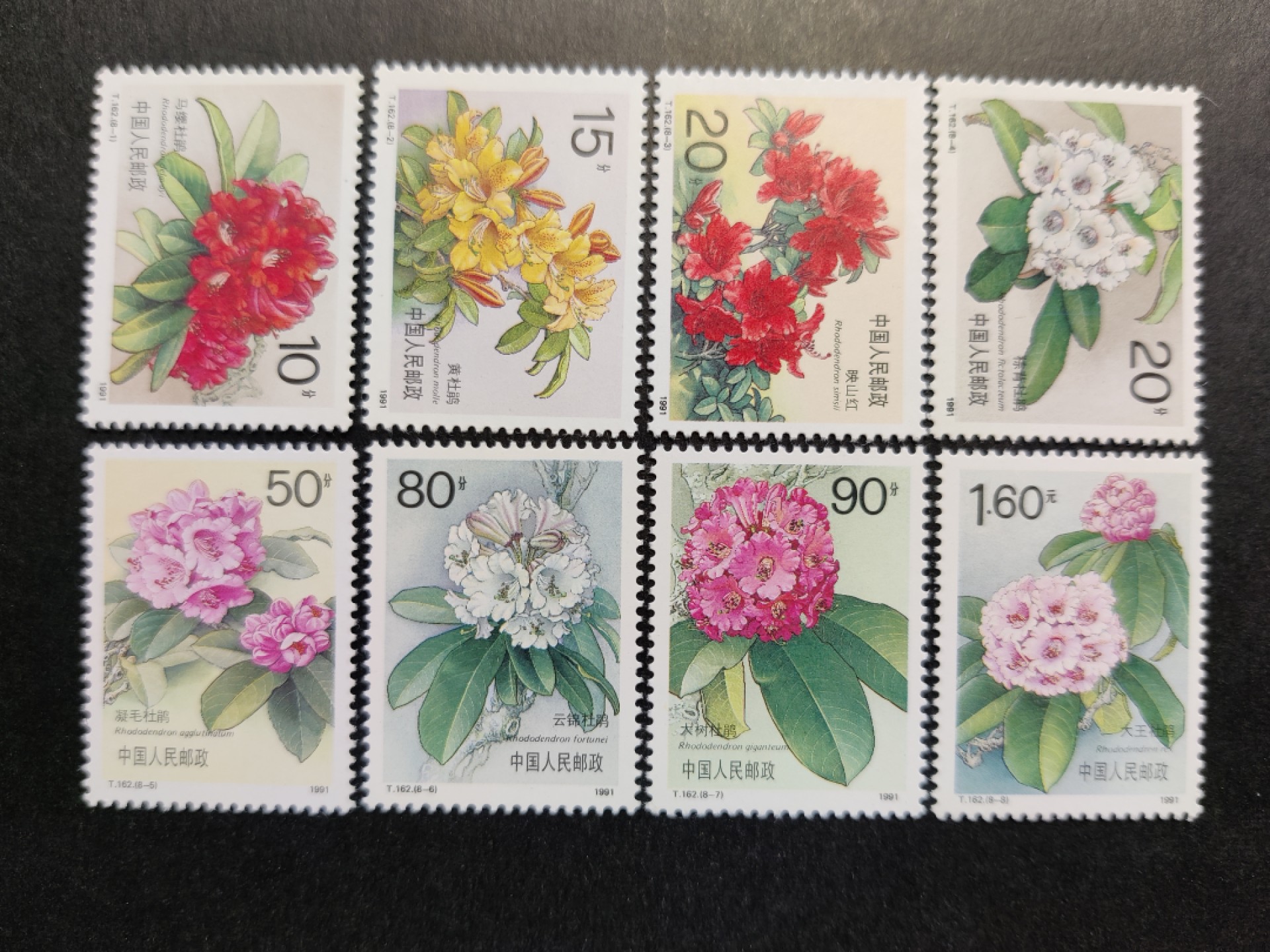 洪涛臻品批发群  精选邮票限时拍卖第一百八十期 T162杜鹃花【特44菊花特61牡丹同系列的大套票花卉】新全套 完美过灯 原胶润白 面色鲜艳 票生挺！齿孔粒粒饱满！评级票品质！【分荧光纸与普通纸,其他JT票部分也有不同纸印刷】