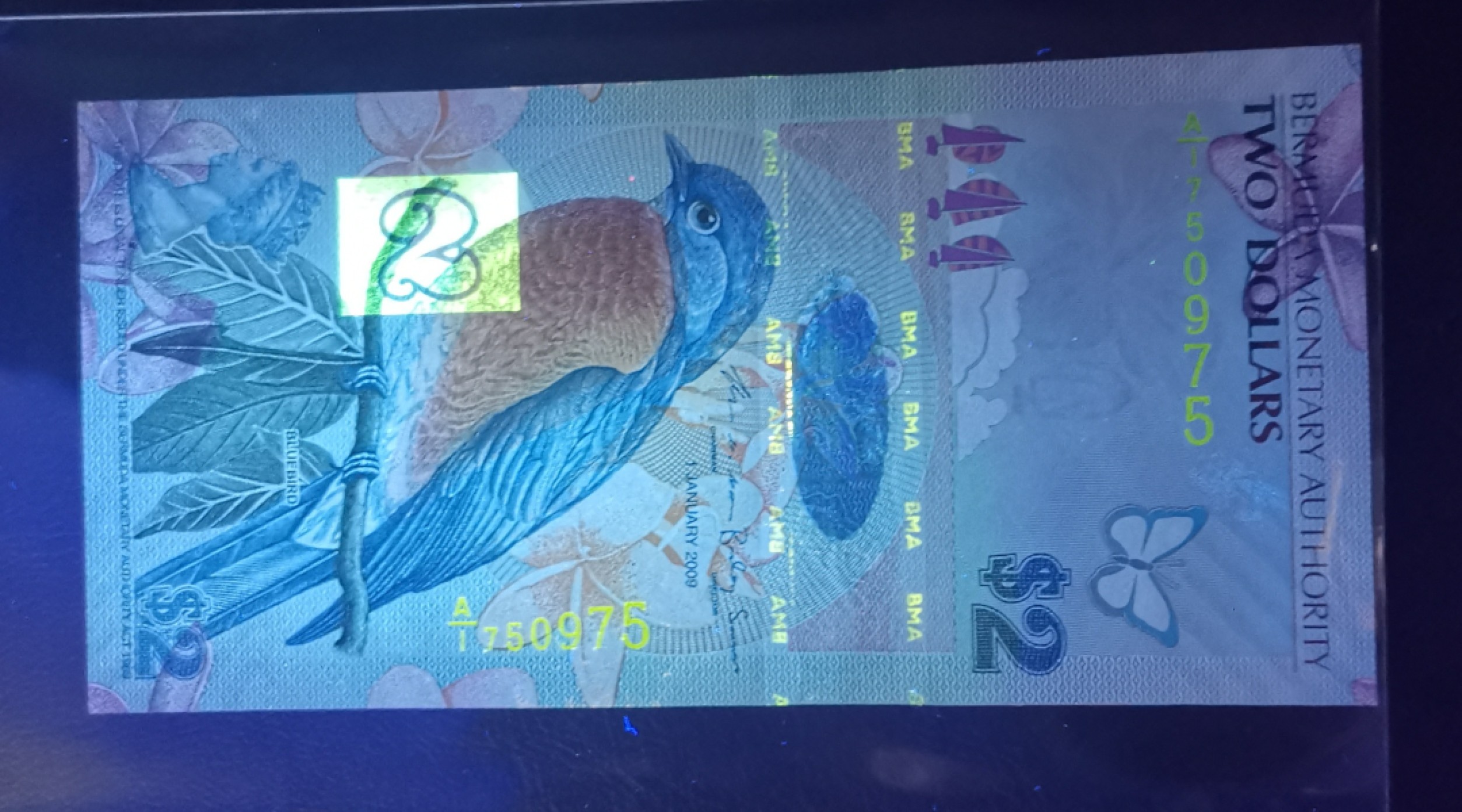 《张总收藏》90期——浓缩外币精品场 百慕大2009年2元A1冠UNC无4 漂亮的蓝鸟 IBNS世界最佳纸币获奖钞