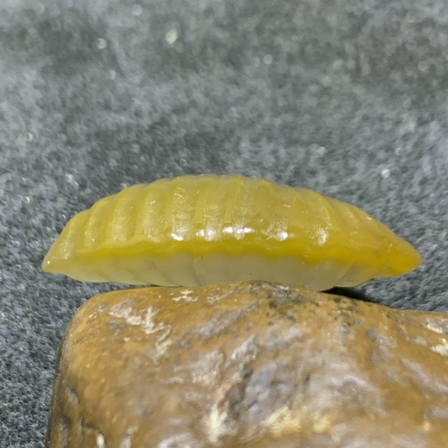 精美高润度冻料飘鸡油黄蒙料战国红玛瑙雕刻贝壳，(寓意，辈辈富)一个