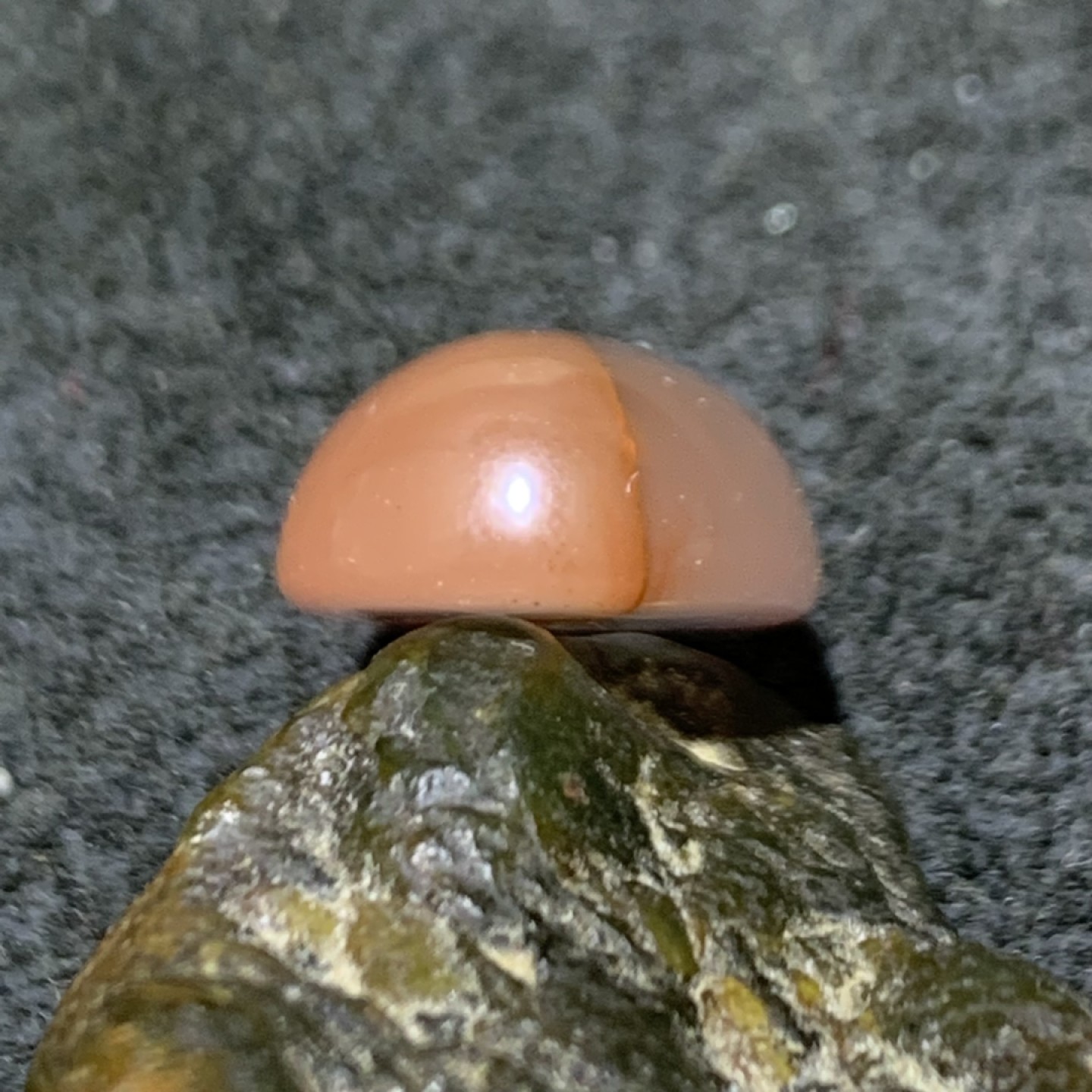 精美南红玛瑙荔枝冻飘红戒面一个