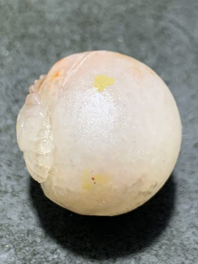 精美满冰飘亚光战国红玛瑙手工俏色巧雕白龙鱼圆珠一个， 精美满冰飘亚光战国红玛瑙手工俏色巧雕白龙鱼圆珠一个，