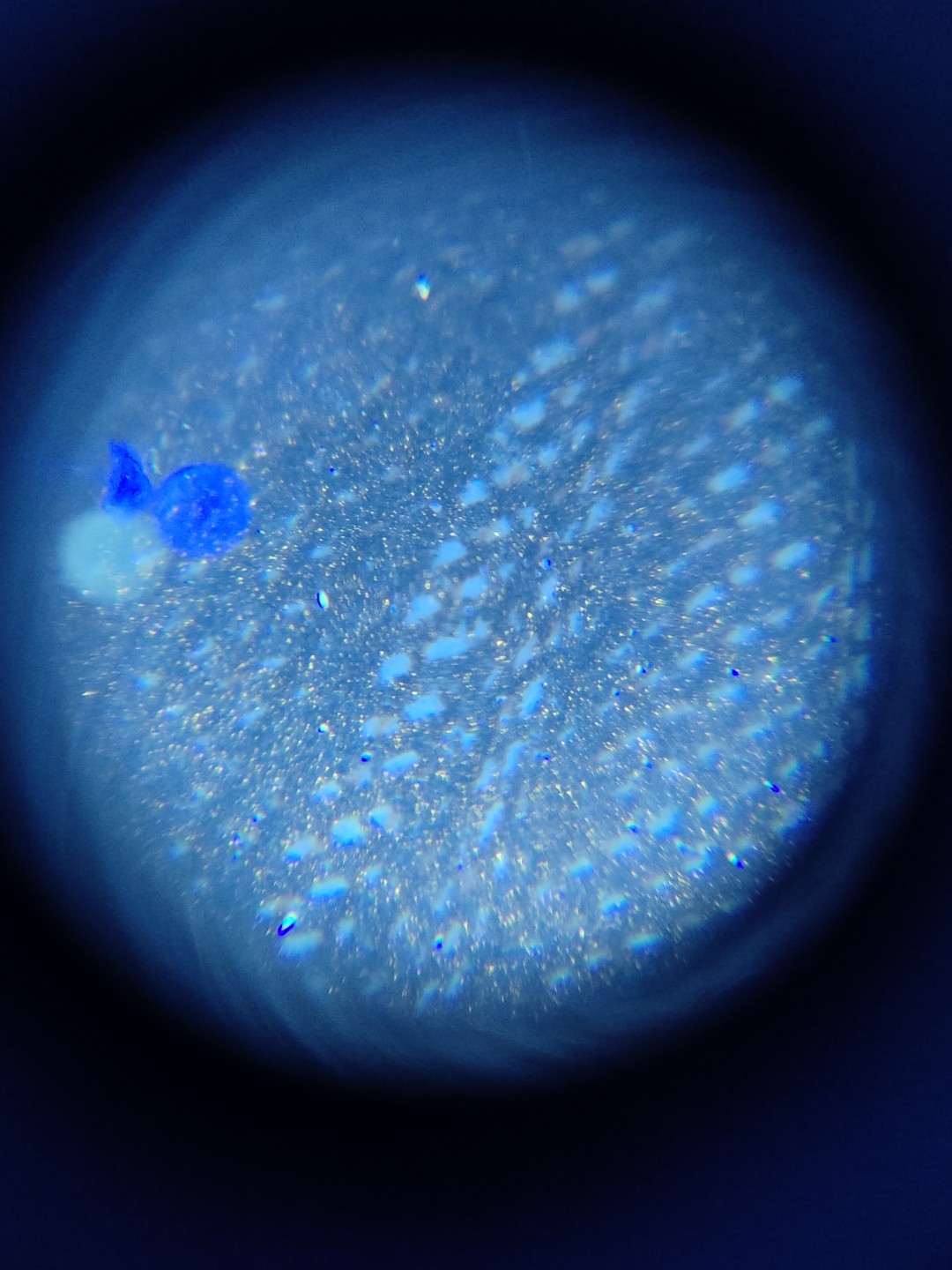 塞外藏品精品荧光币专场28 8001DS黄金甲金满堂乾坤评级币