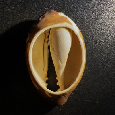 【古泉藏轩阁】古钱币专场 第004期零押金，全场保真满二百元包邮，关注领福利！陆续上新品 - 先秦贝币 殷商贝币 中国第一枚钱币