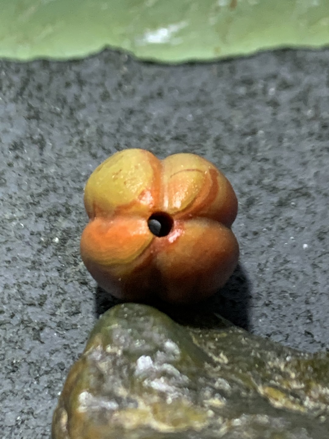 精美战国红玛瑙亚光瓜珠一颗