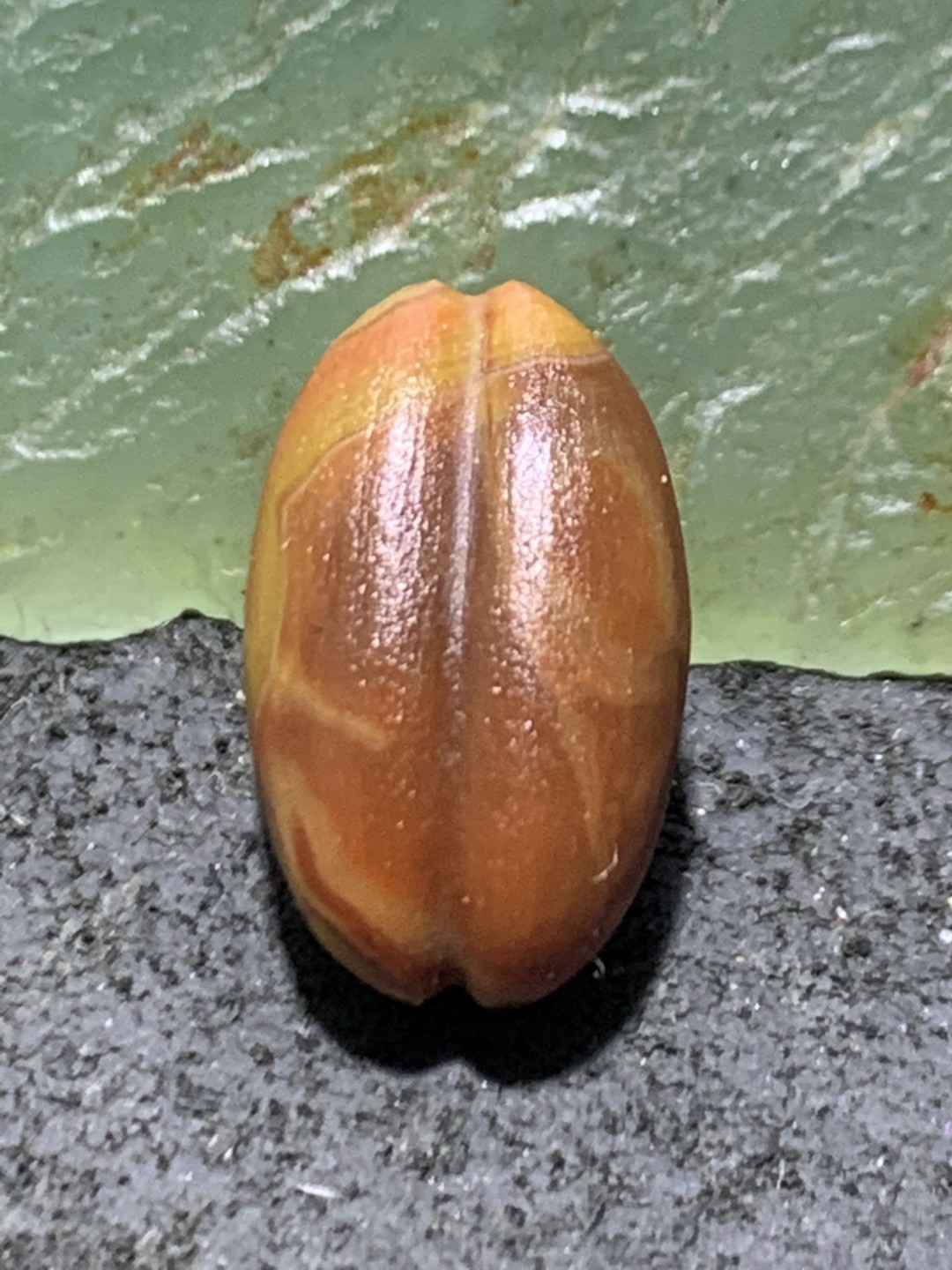 精美战国红玛瑙亚光瓜珠一颗