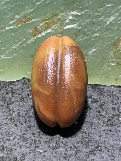 精美战国红玛瑙亚光瓜珠一颗 - 精美战国红玛瑙亚光瓜珠一颗