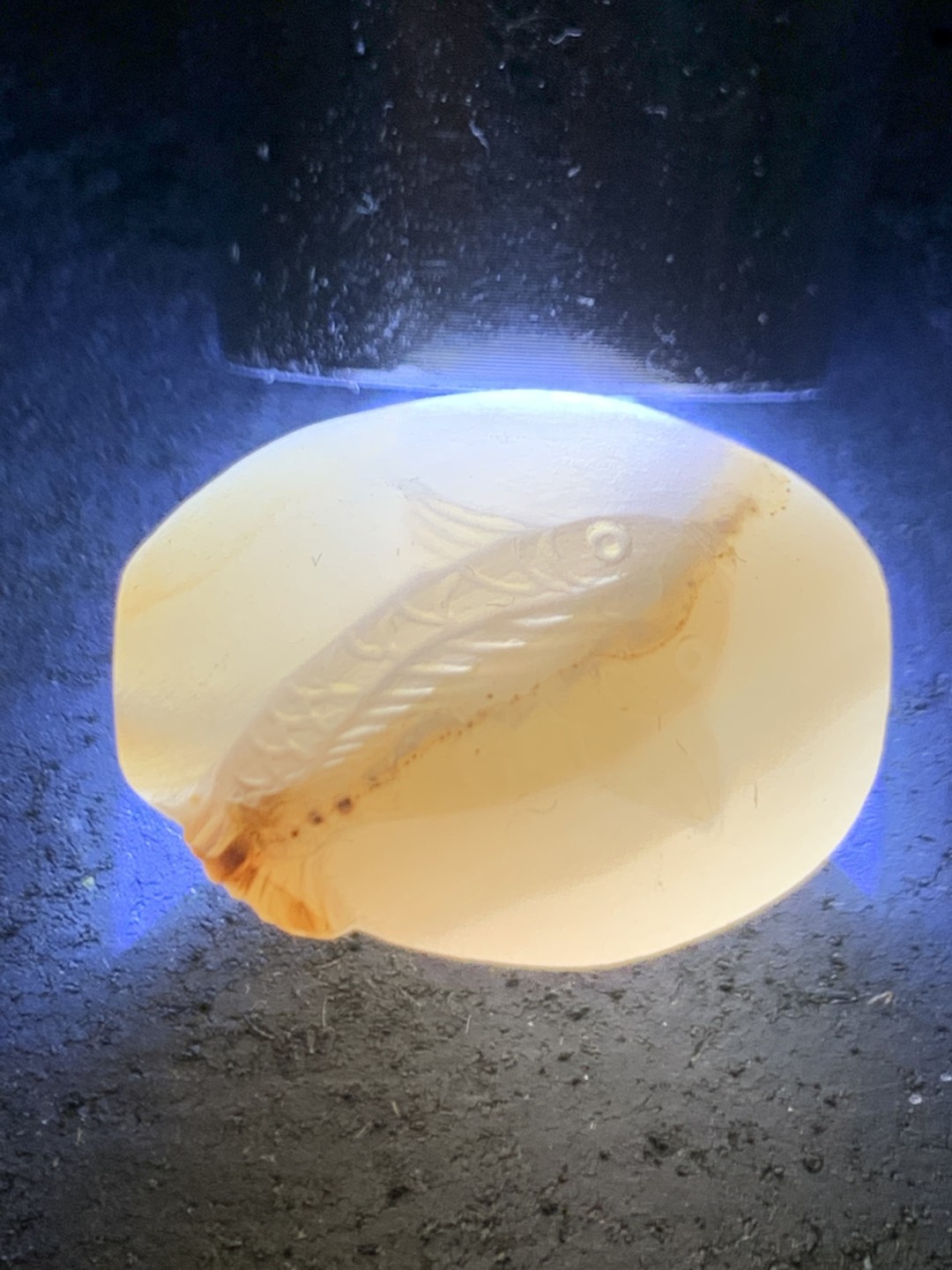 精美亚光高玉化海洋玉髓手工俏色巧雕富贵有鱼随形桶珠一个！