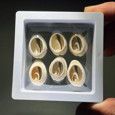 全场0元起拍，第102期，【博古收藏】古钱币拍卖专场 - 古贝