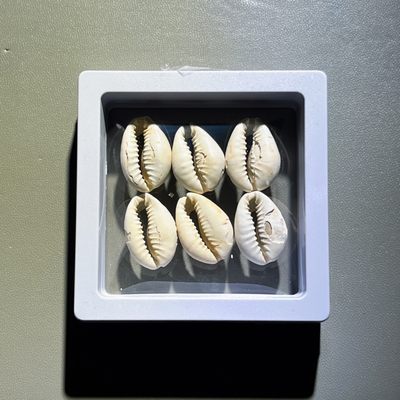 全场0元起拍，第101期，【博古收藏】古钱币拍卖专场 - 古贝