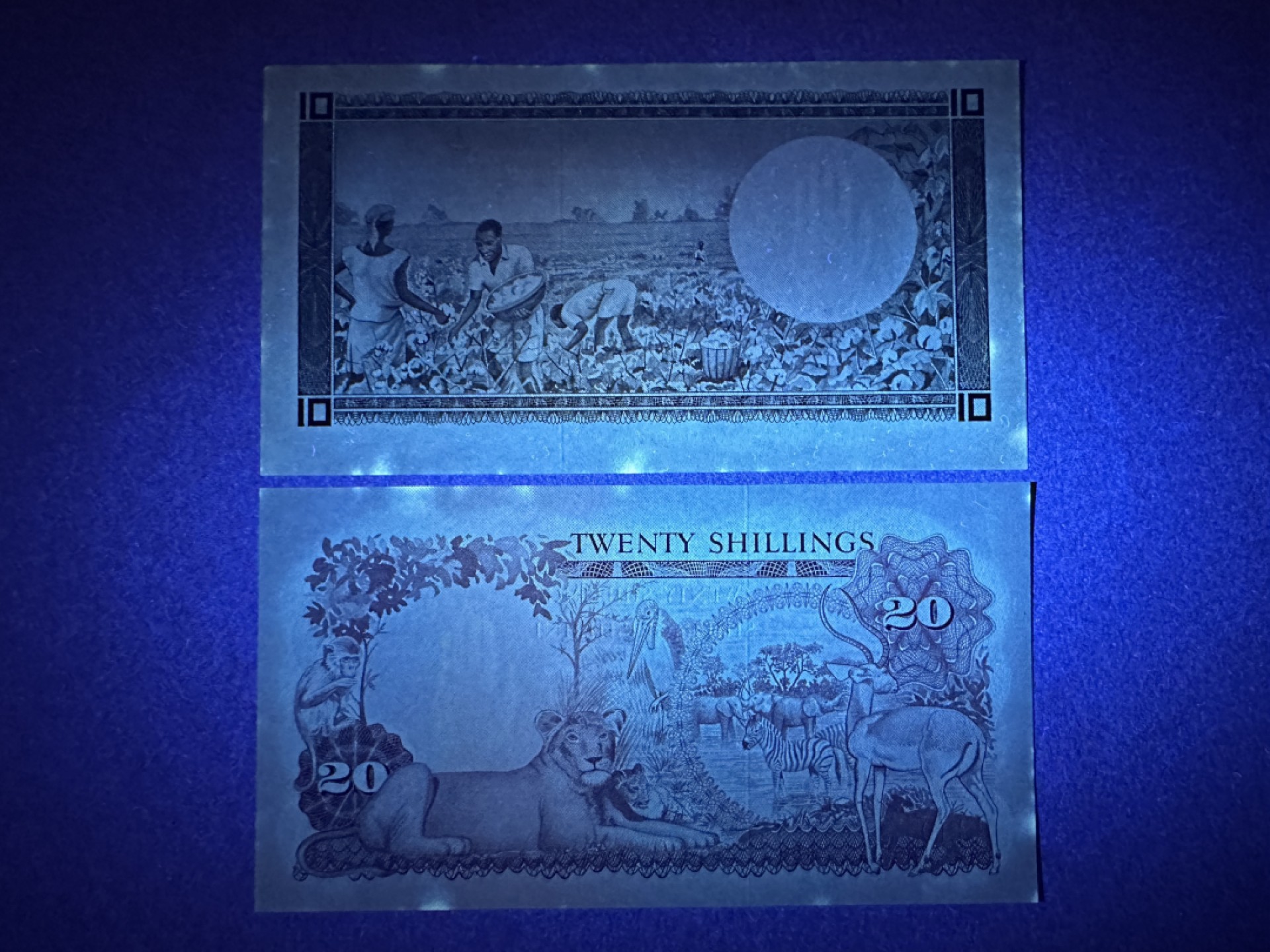 《张总收藏》96期——世界最佳纸币 乌干达10、20先令2张 UNC 1966年早期版本 边缘有荧光 Pick2、Pick3